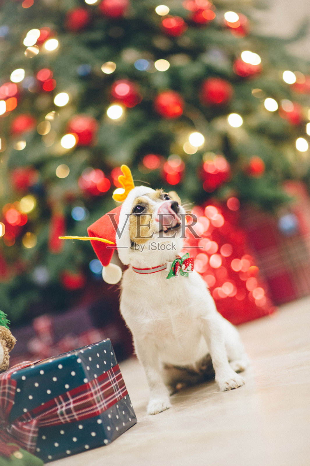 有趣的宠物狗杰克罗素梗舔着舌头站在蓝色的圣诞礼盒附近圣诞树红色和蓝色的玩具和灯的花环等待节日前夕照片摄影图片