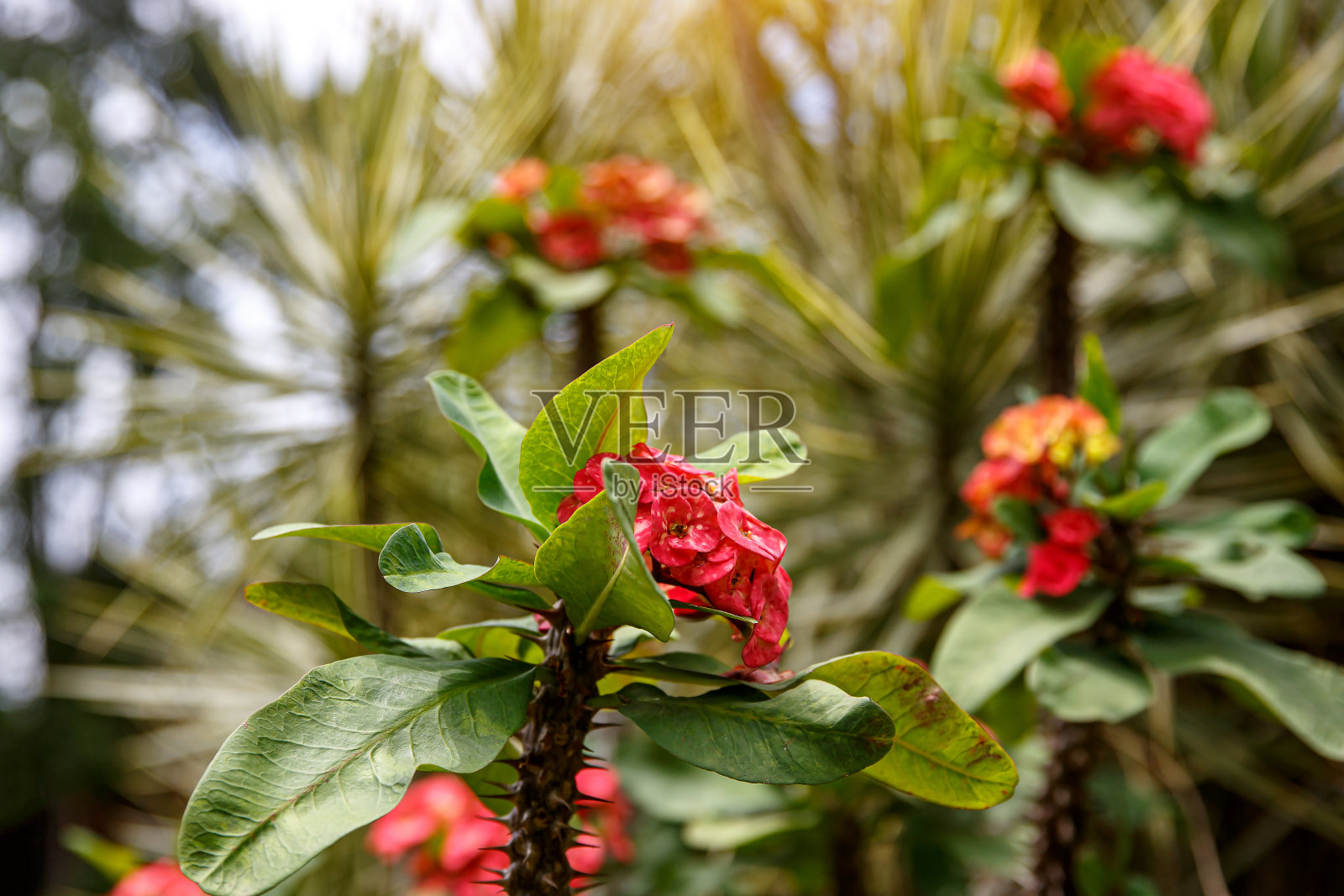 近距离的刺冠红花。照片摄影图片