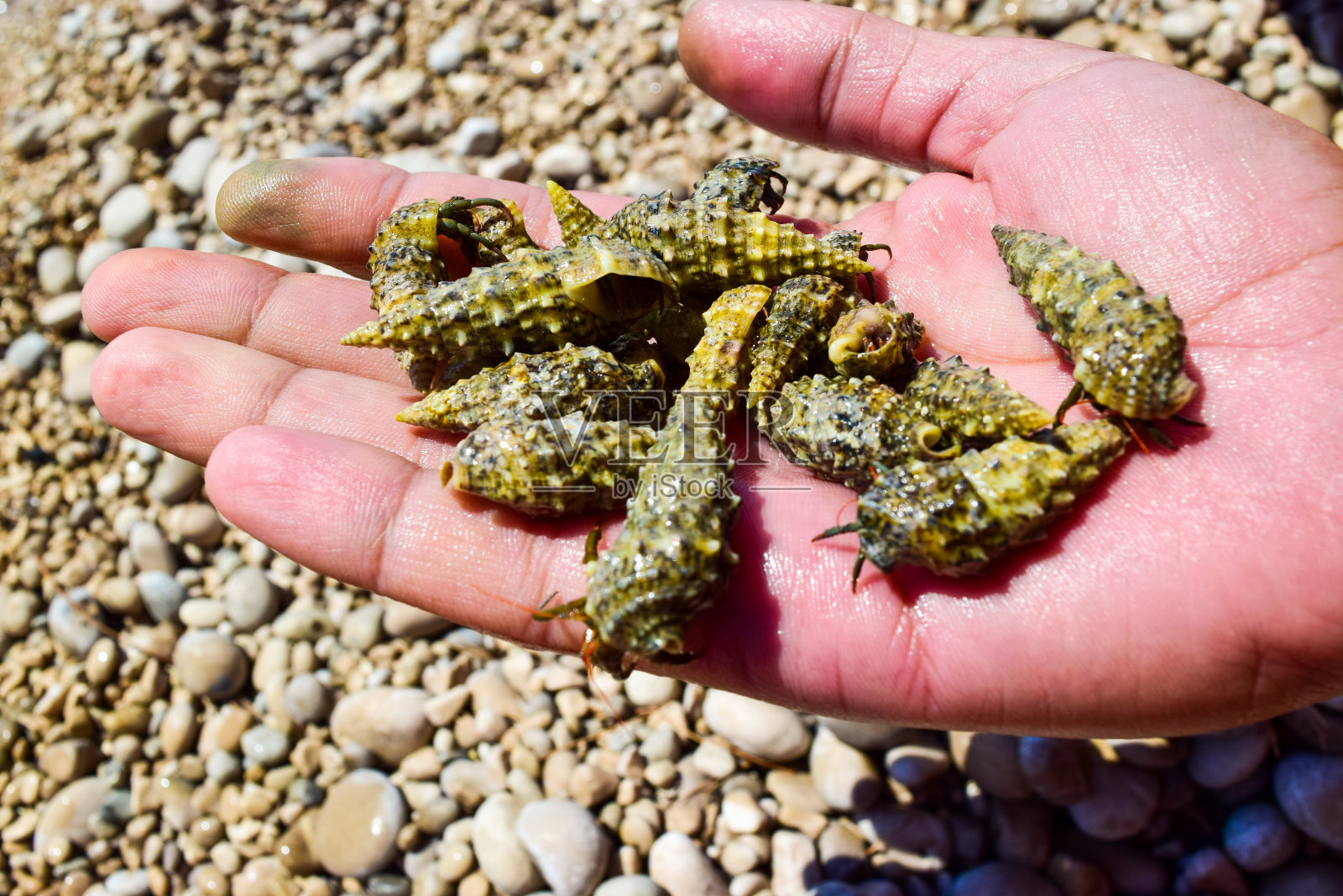 寄居蟹。照片摄影图片