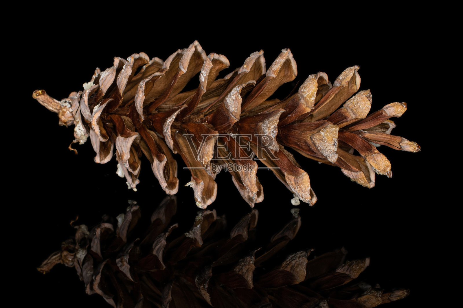 孤立在黑色玻璃上的棕色森林松果照片摄影图片