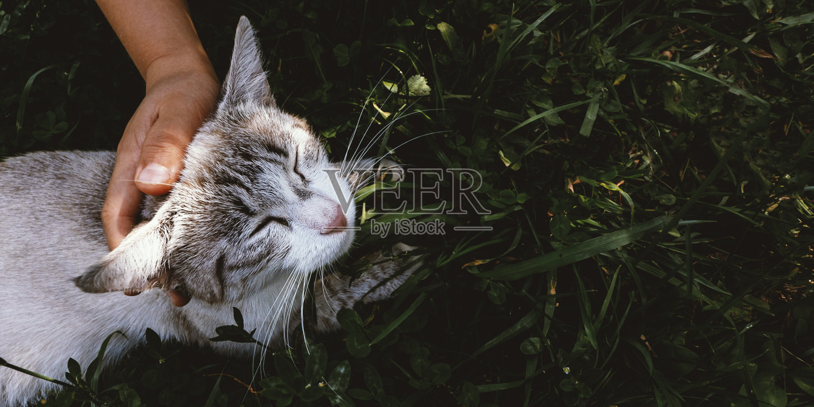 世界宠物和慈善日照片摄影图片