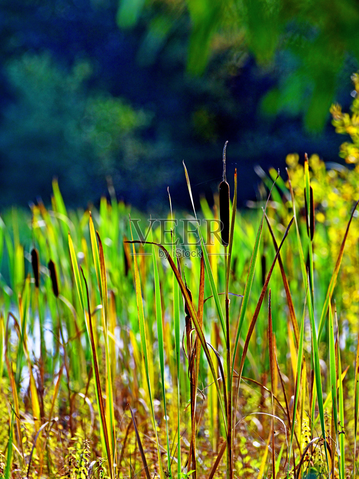 清晨在湖边芦苇丛生照片摄影图片