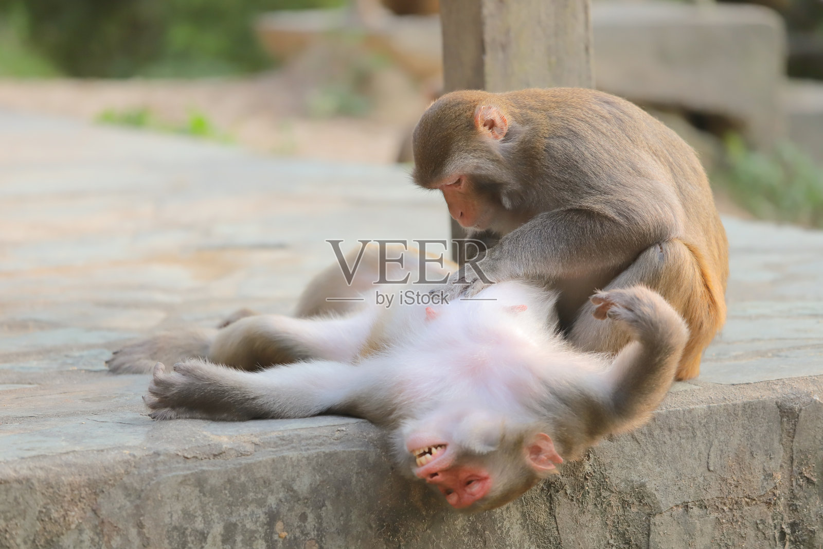 猴子在香港，金山郊野公园2019照片摄影图片