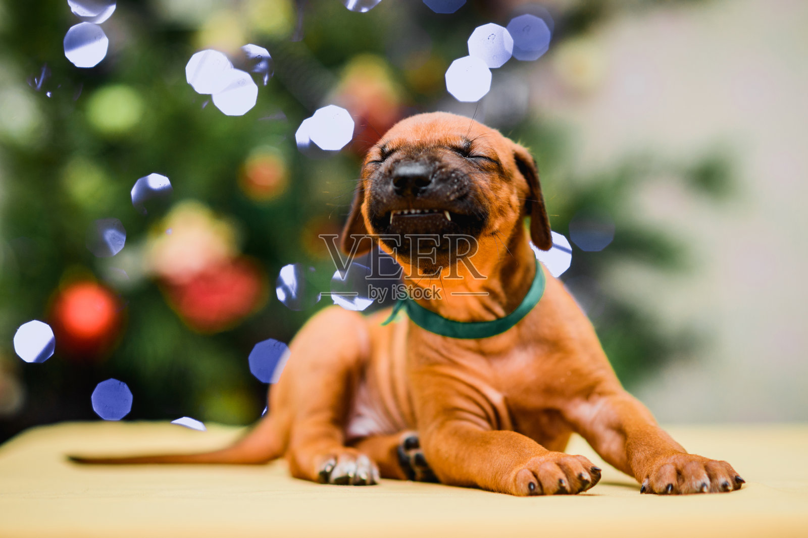 罗得西亚背脊小狗圣诞树背景，新年彩灯照片摄影图片