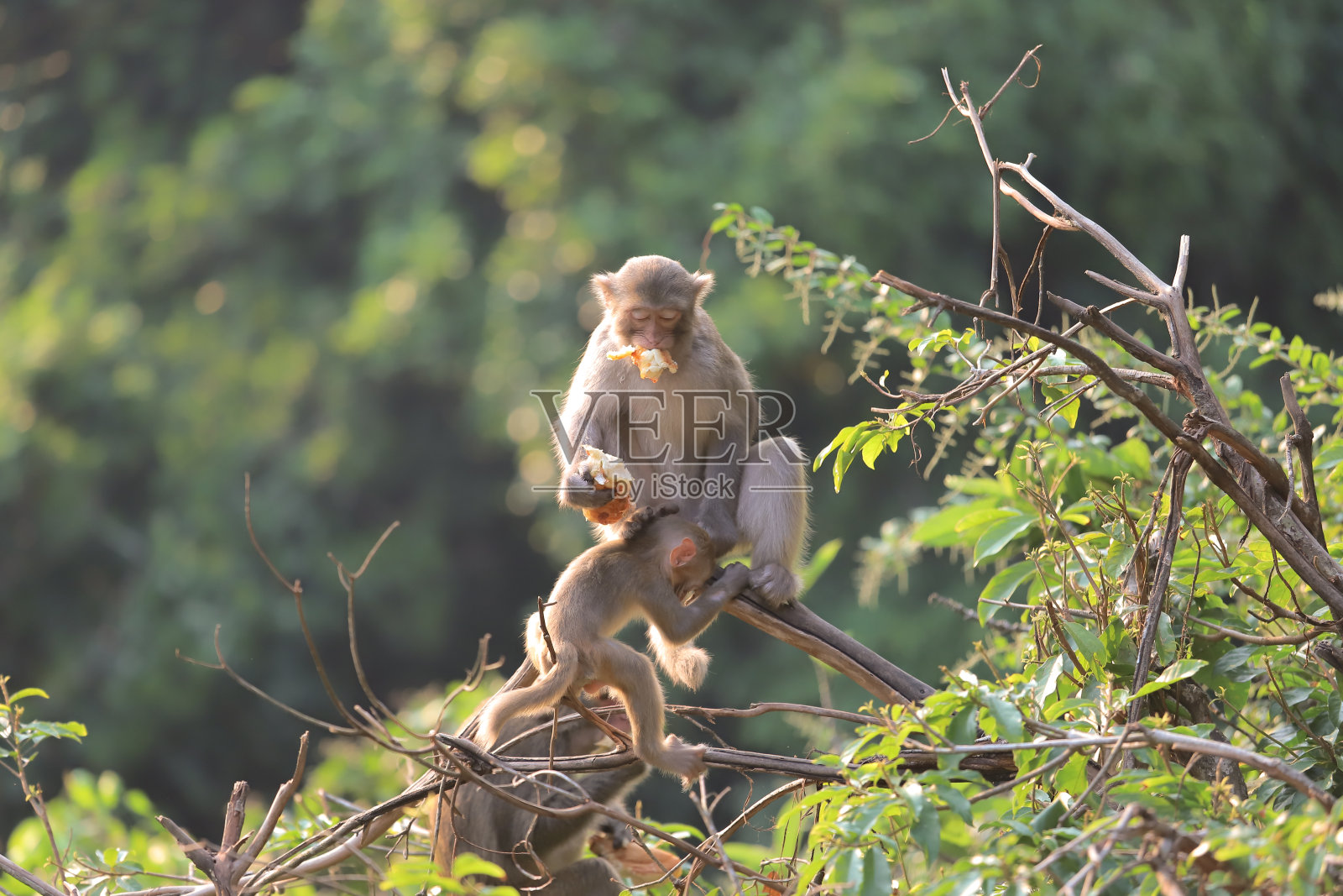 猴子在香港，金山郊野公园2019照片摄影图片