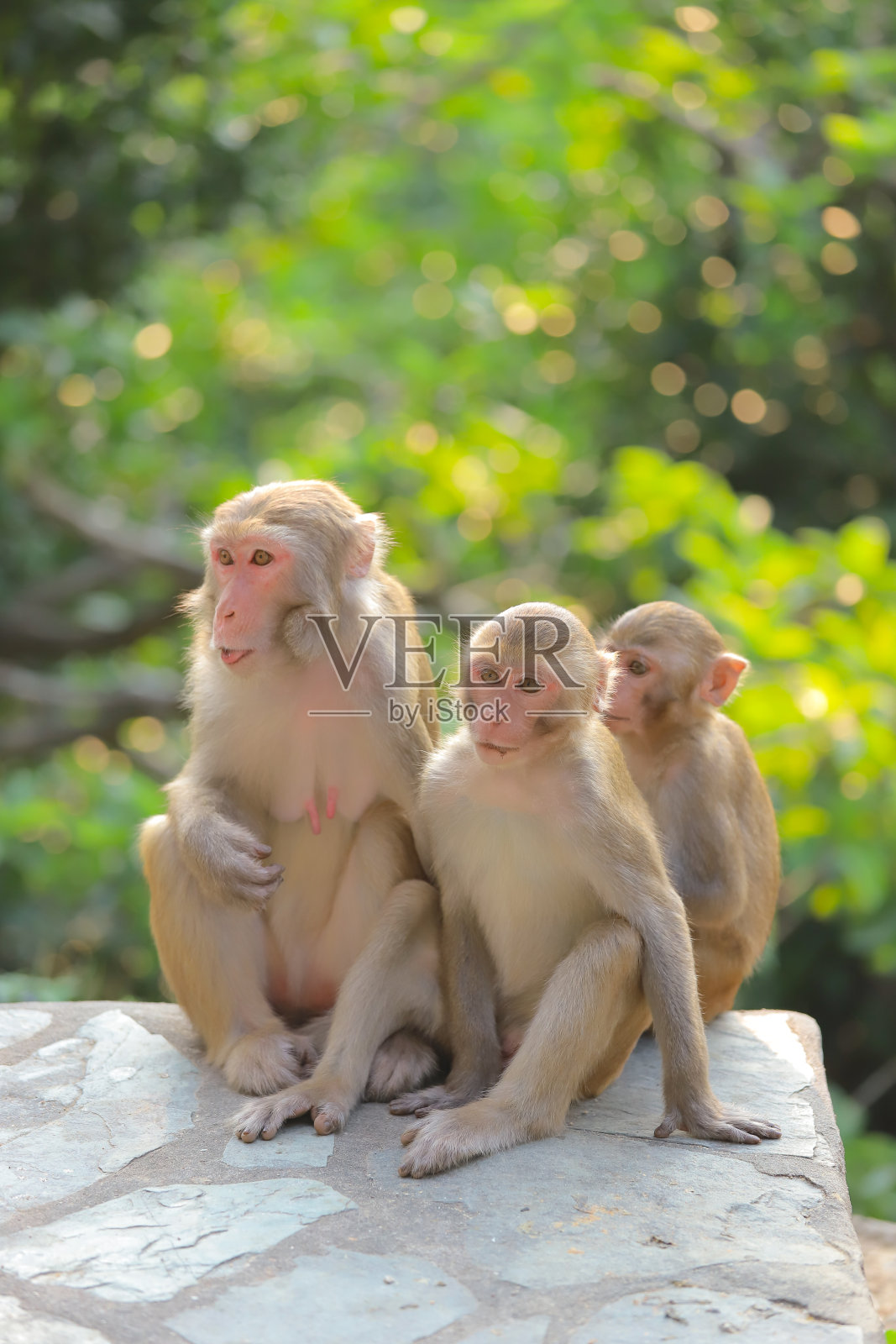猴子在香港，金山郊野公园2019照片摄影图片