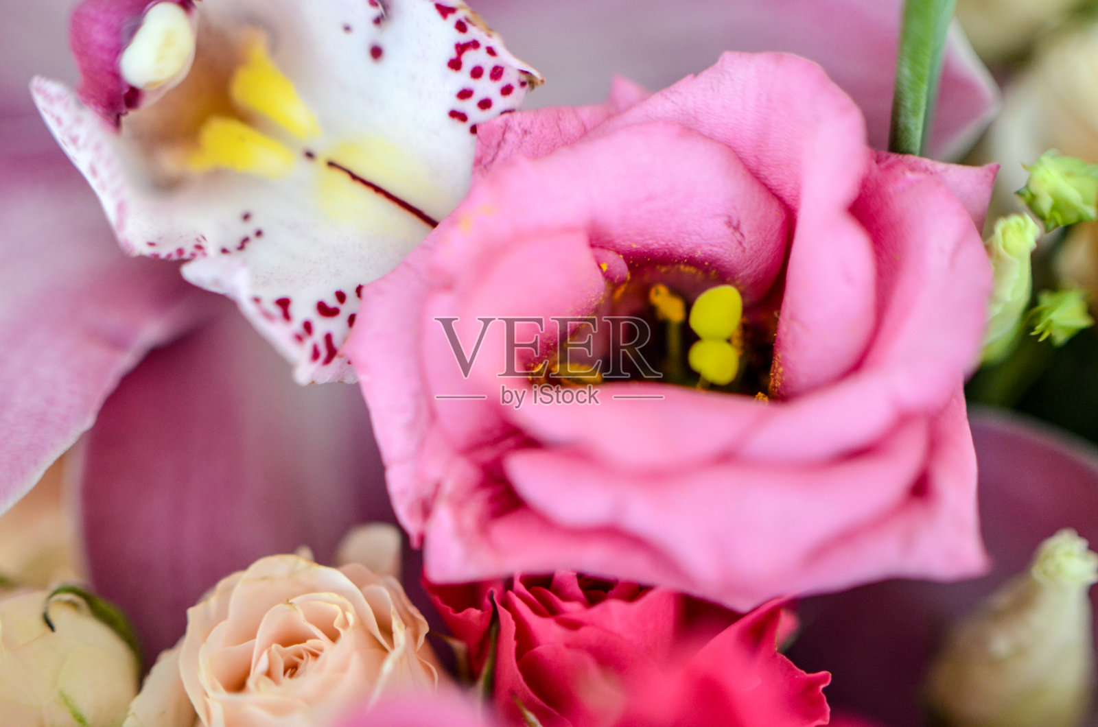 粉红色的口气孔在美丽温柔的花束在复古风格照片摄影图片