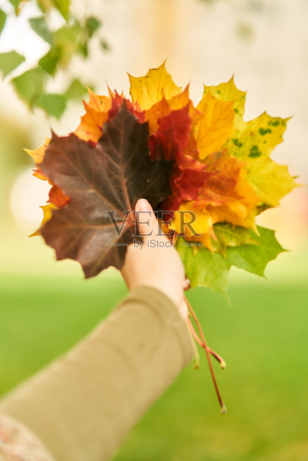 秋天的树叶在手中。这个女孩拿着一束秋天的五彩树叶照片摄影图片