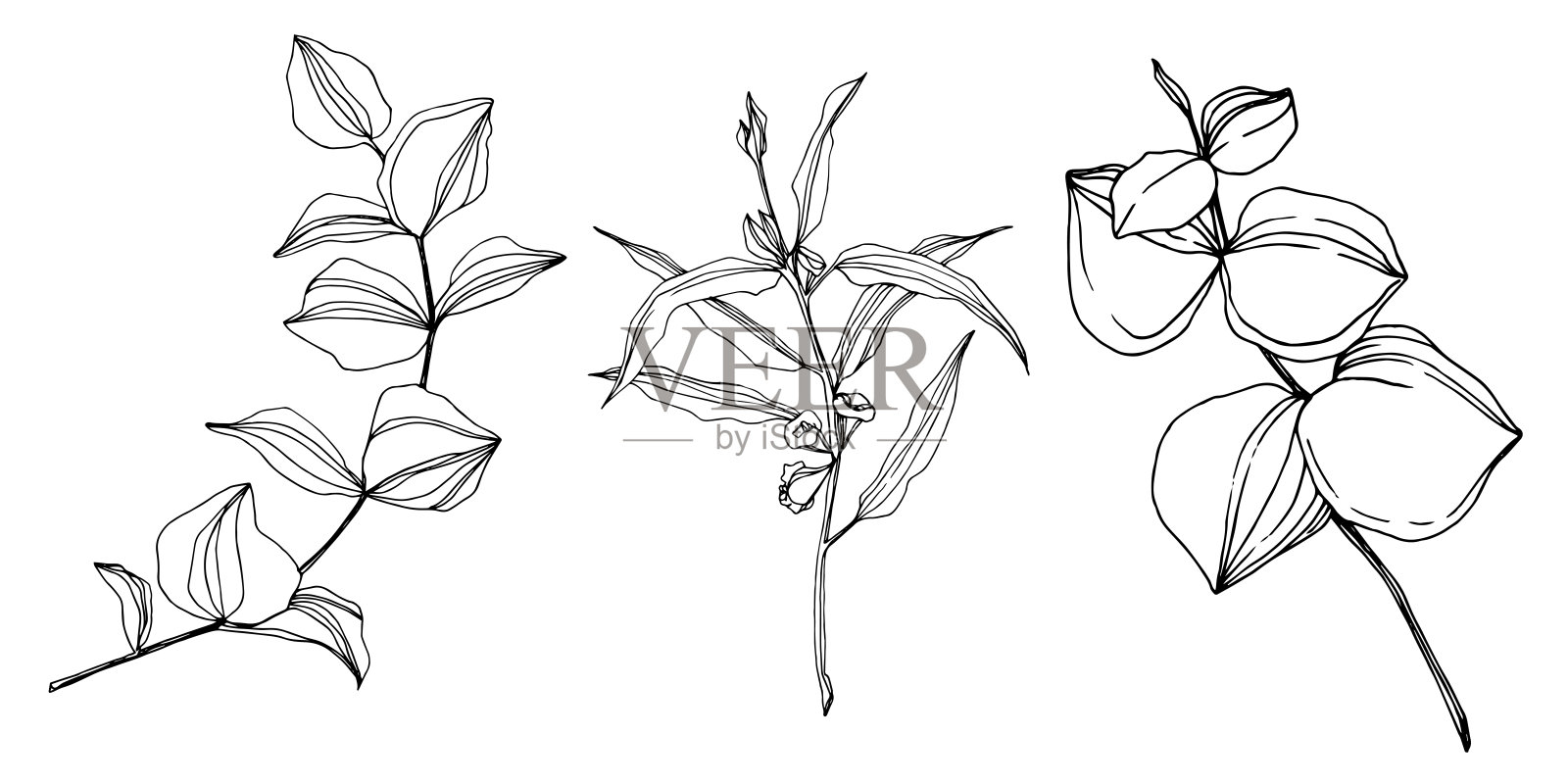 矢桉树叶。黑白篆刻水墨艺术。孤立的桉树插图元素。插画图片素材