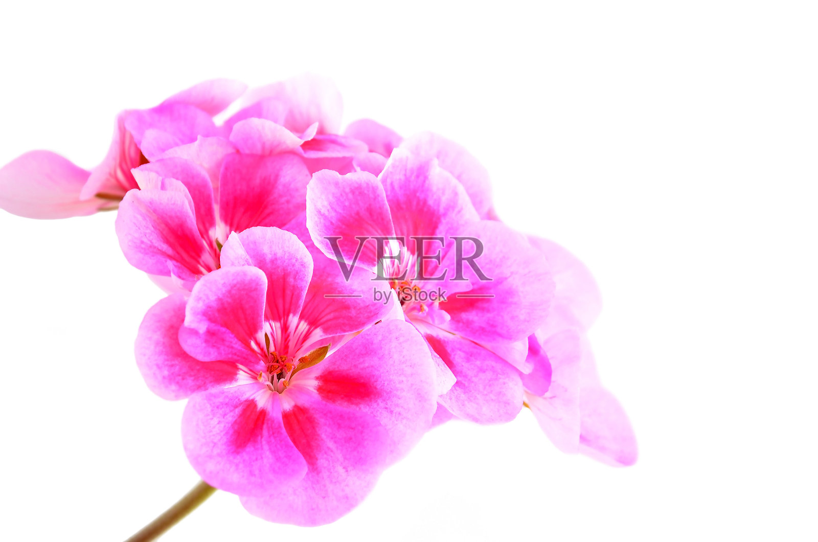 芳香天竺葵花照片摄影图片