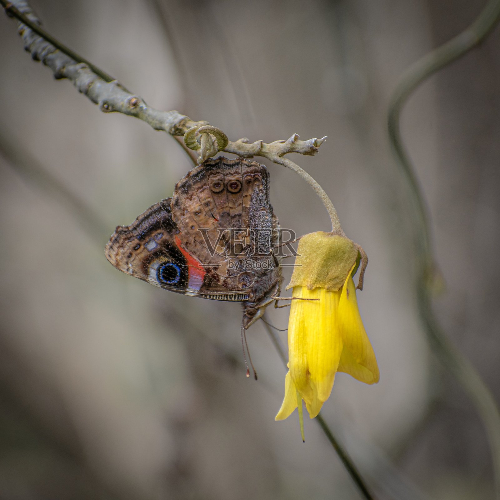 新西兰科怀花上的红色海军上将蝴蝶照片摄影图片