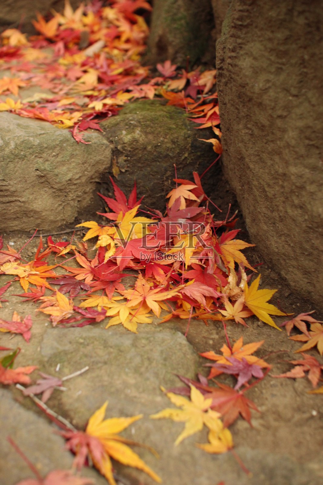 秋天的色彩照片摄影图片