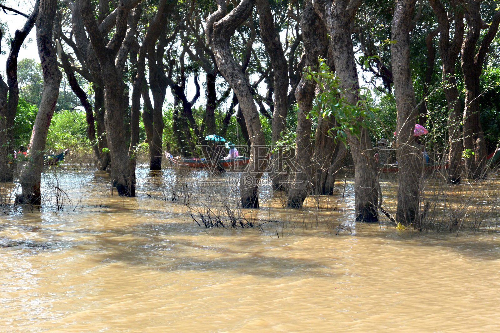 在湖上的被洪水淹没的森林中划船照片摄影图片