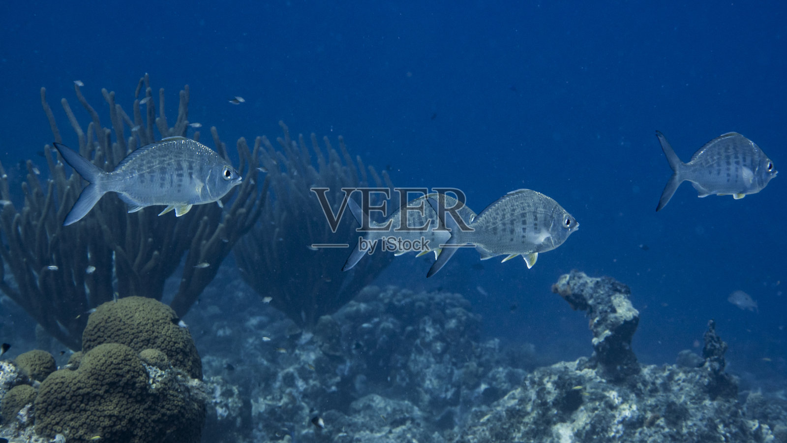 黄鳍莫贾拉鱼的特写，作为在库拉索岛附近的加勒比海珊瑚礁的一部分照片摄影图片
