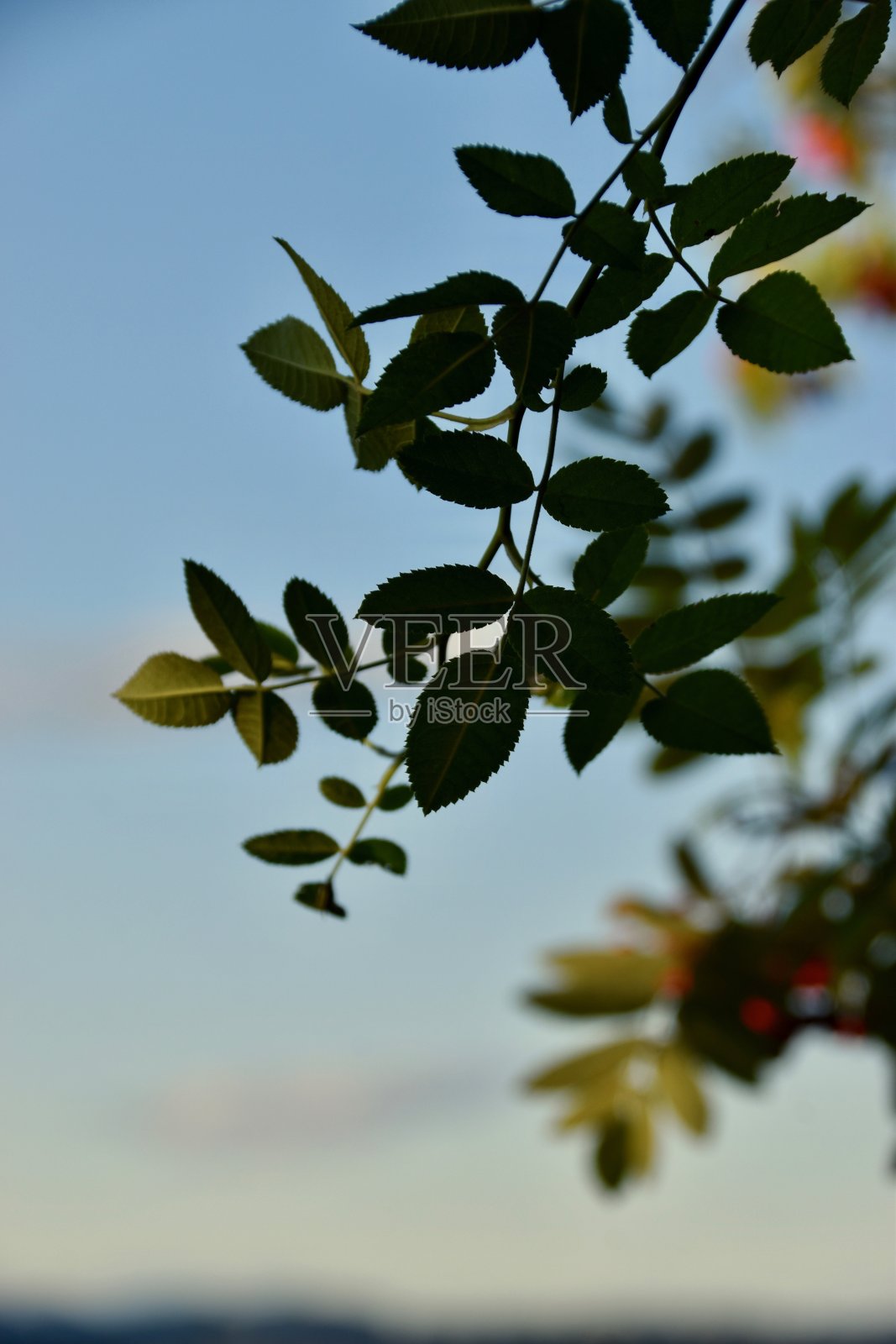 叶子照片摄影图片