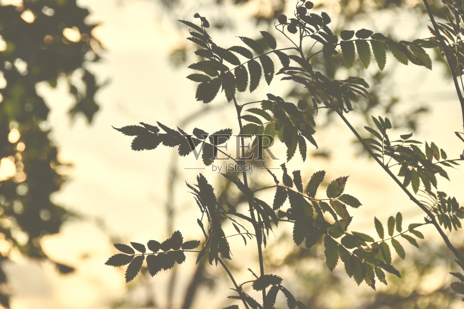 夕阳中的落叶照片摄影图片