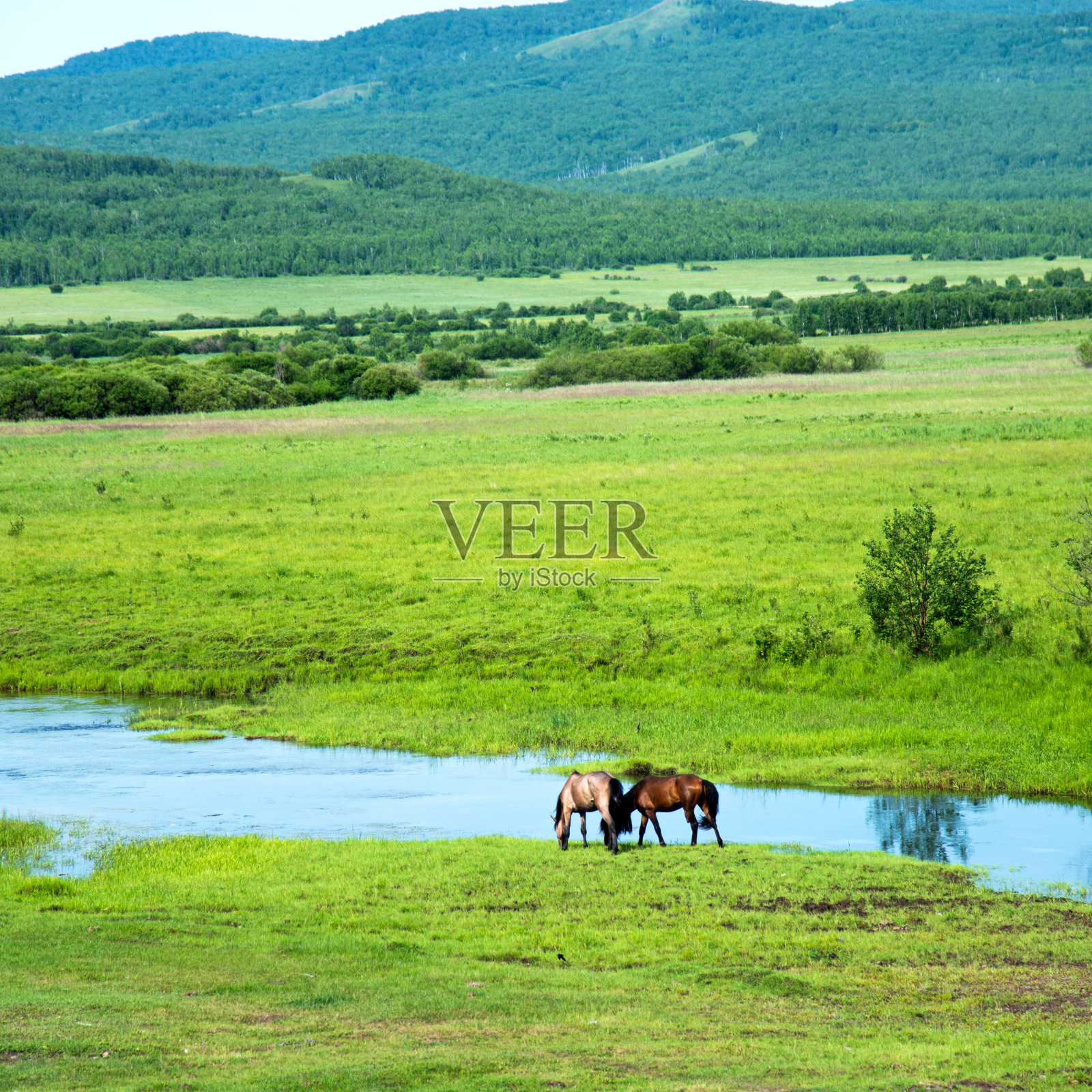 岸边棕色的马照片摄影图片