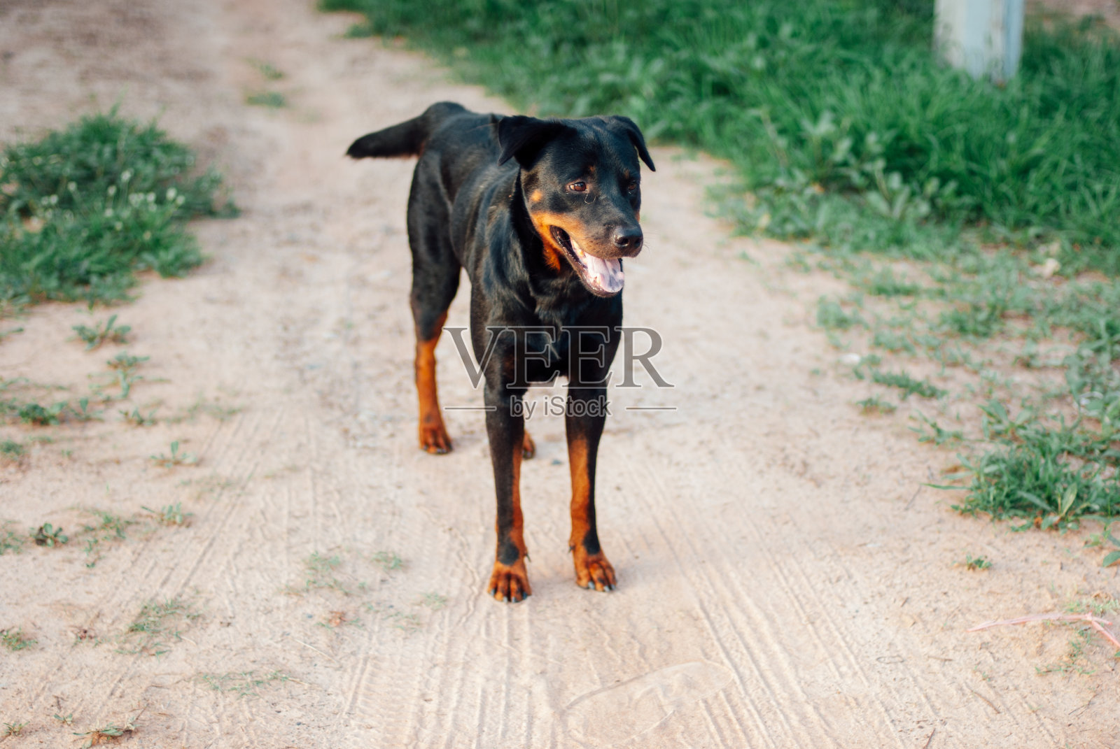 黑色健康的狗照片摄影图片