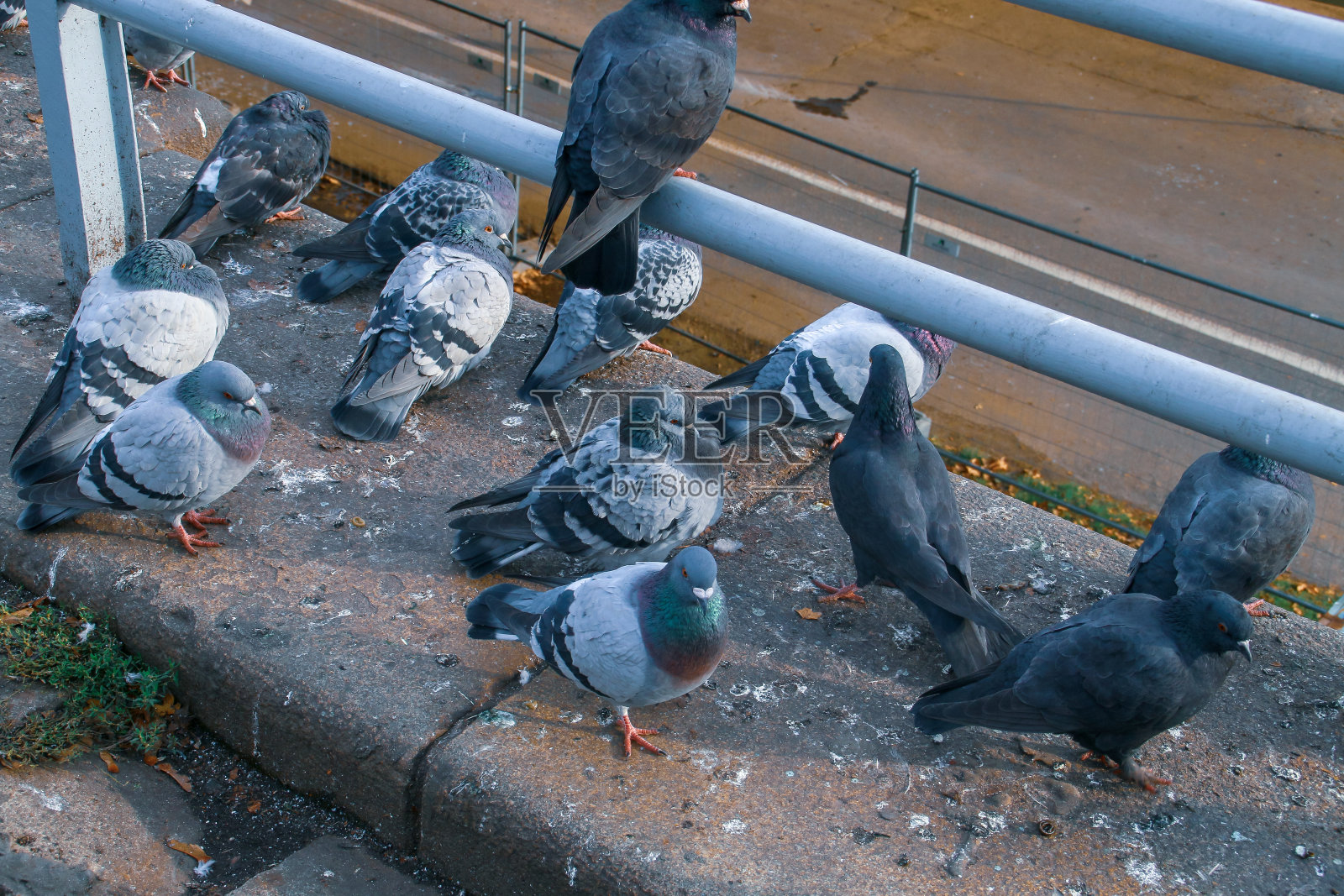 波兰克拉科夫joseph Pitsudskiego大桥上的鸽子。照片摄影图片