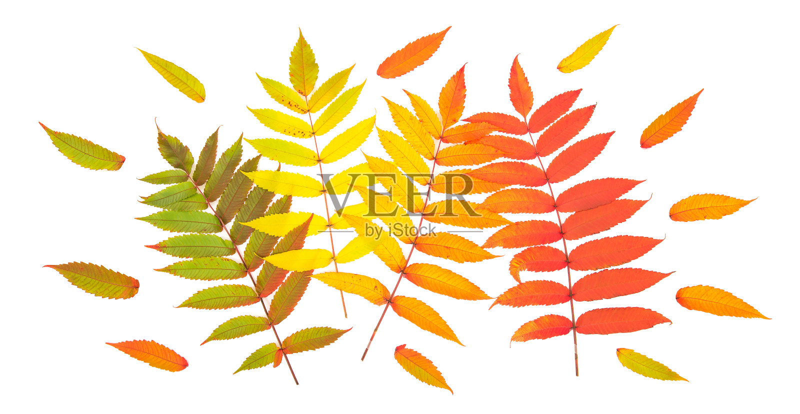 秋叶孤立白色背景秋花平坦lay照片摄影图片