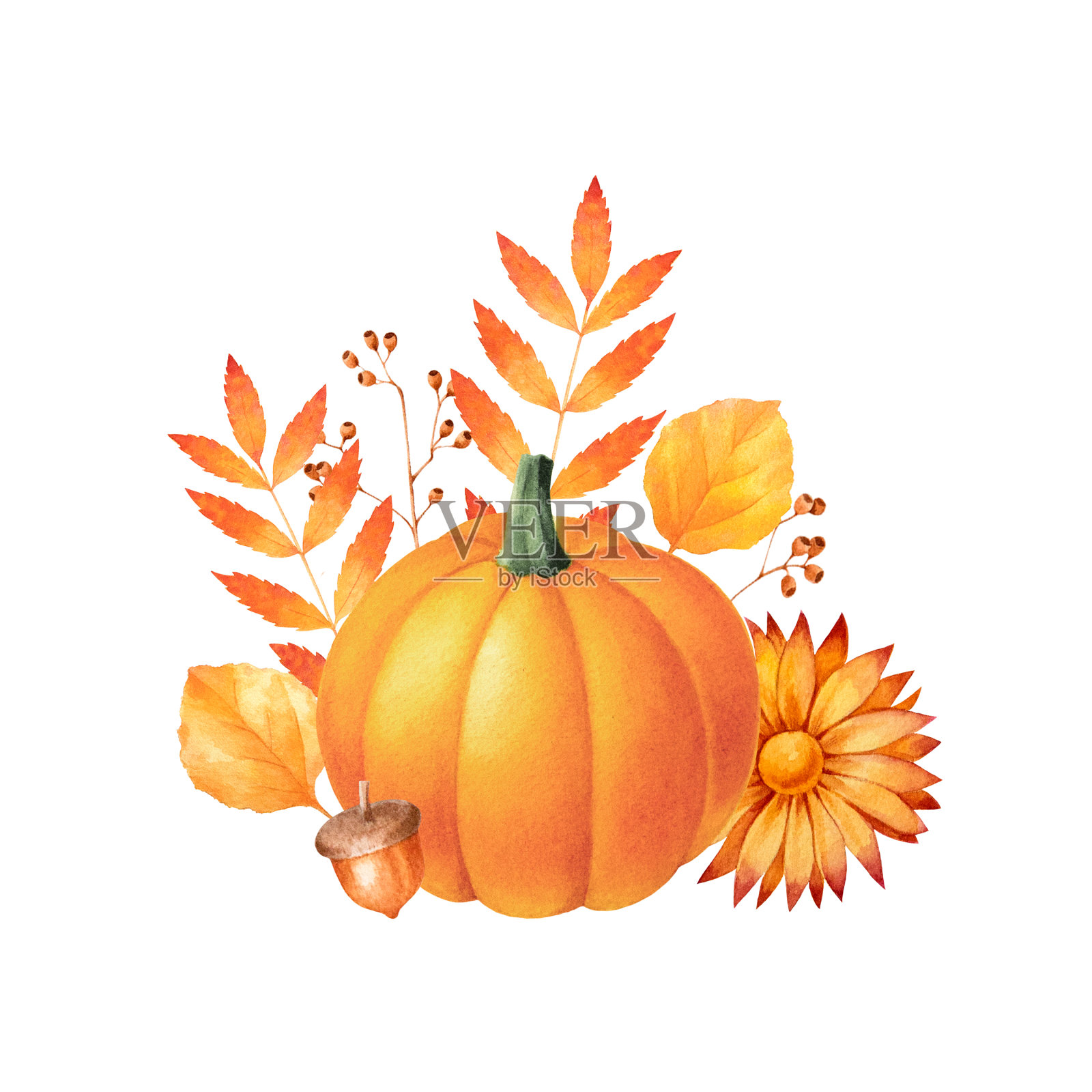 秋季安排有南瓜、玉米、菊花和秋叶。季节性水彩插图。插画图片素材