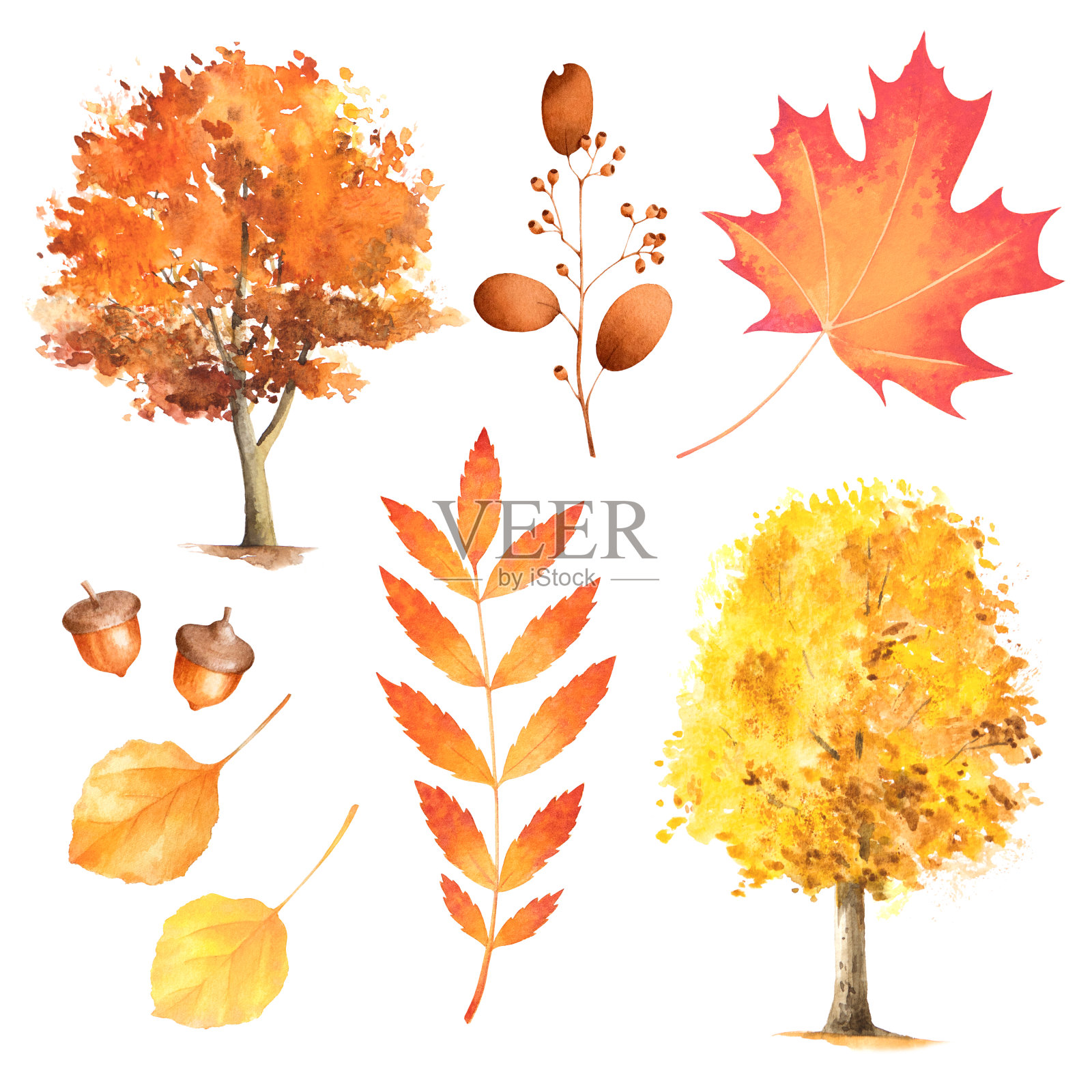 树和树叶在秋天的颜色。秋天树叶的水彩插图。孤立。插画图片素材