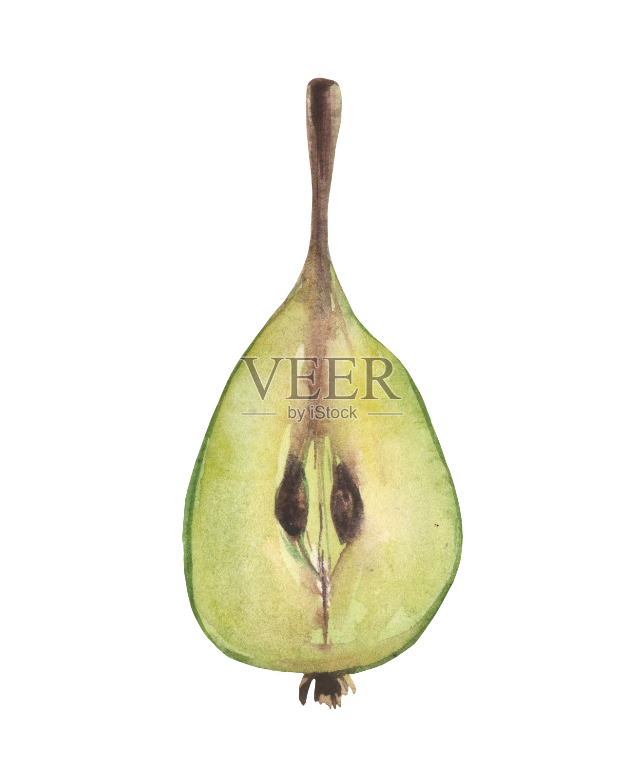 水彩梨插画图片素材