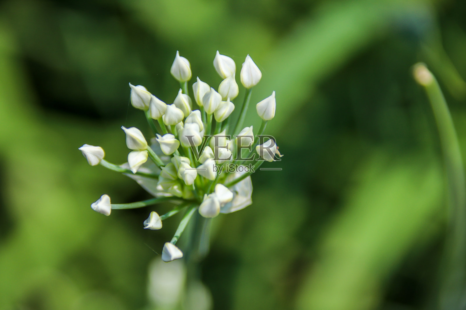 韭菜是一种非常有营养的黄绿色蔬菜，在秋天的时候，许多白色的小花会变成美丽的半球形花朵。照片摄影图片