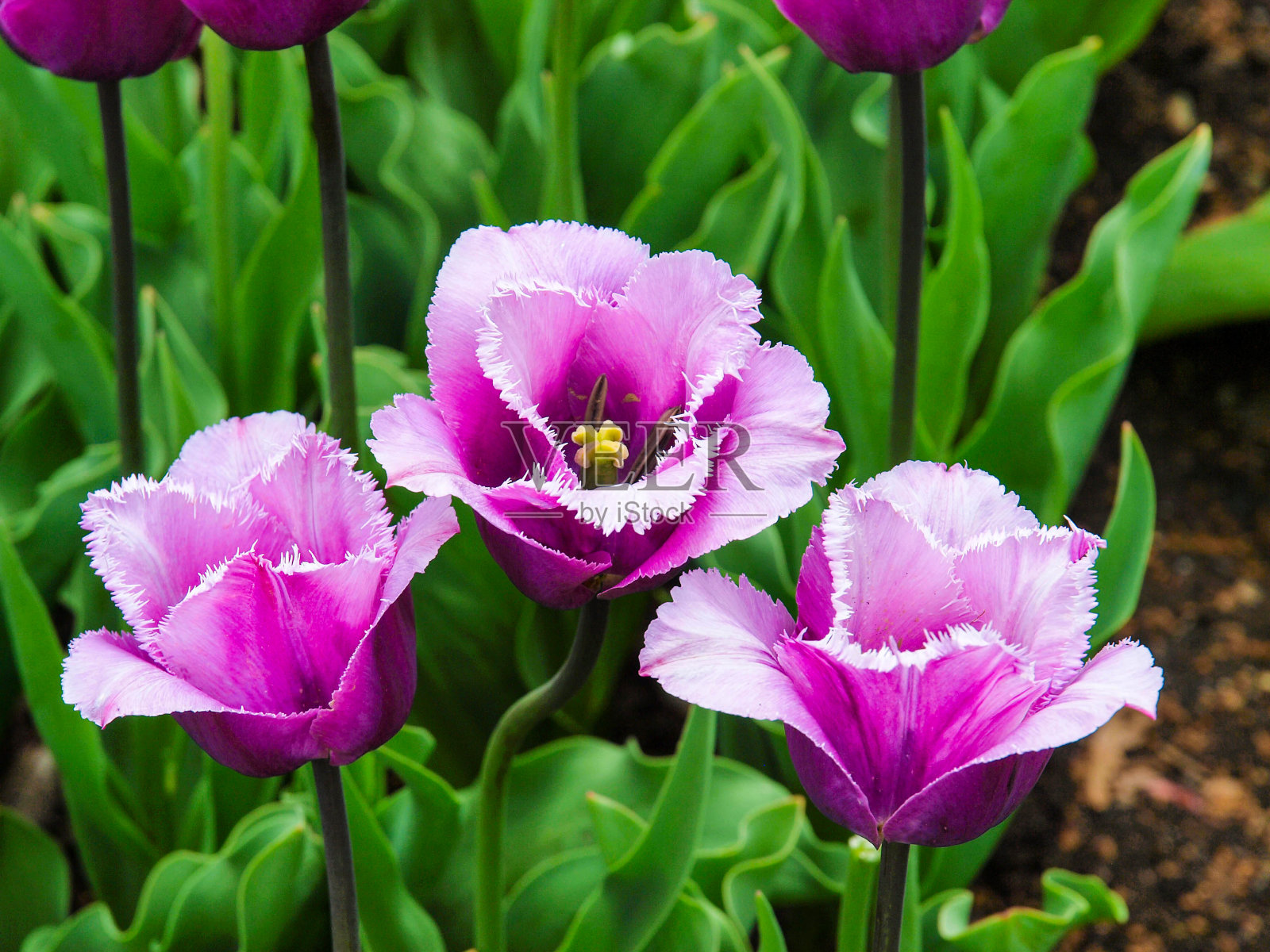 三朵粉红色郁金香聚在一起照片摄影图片