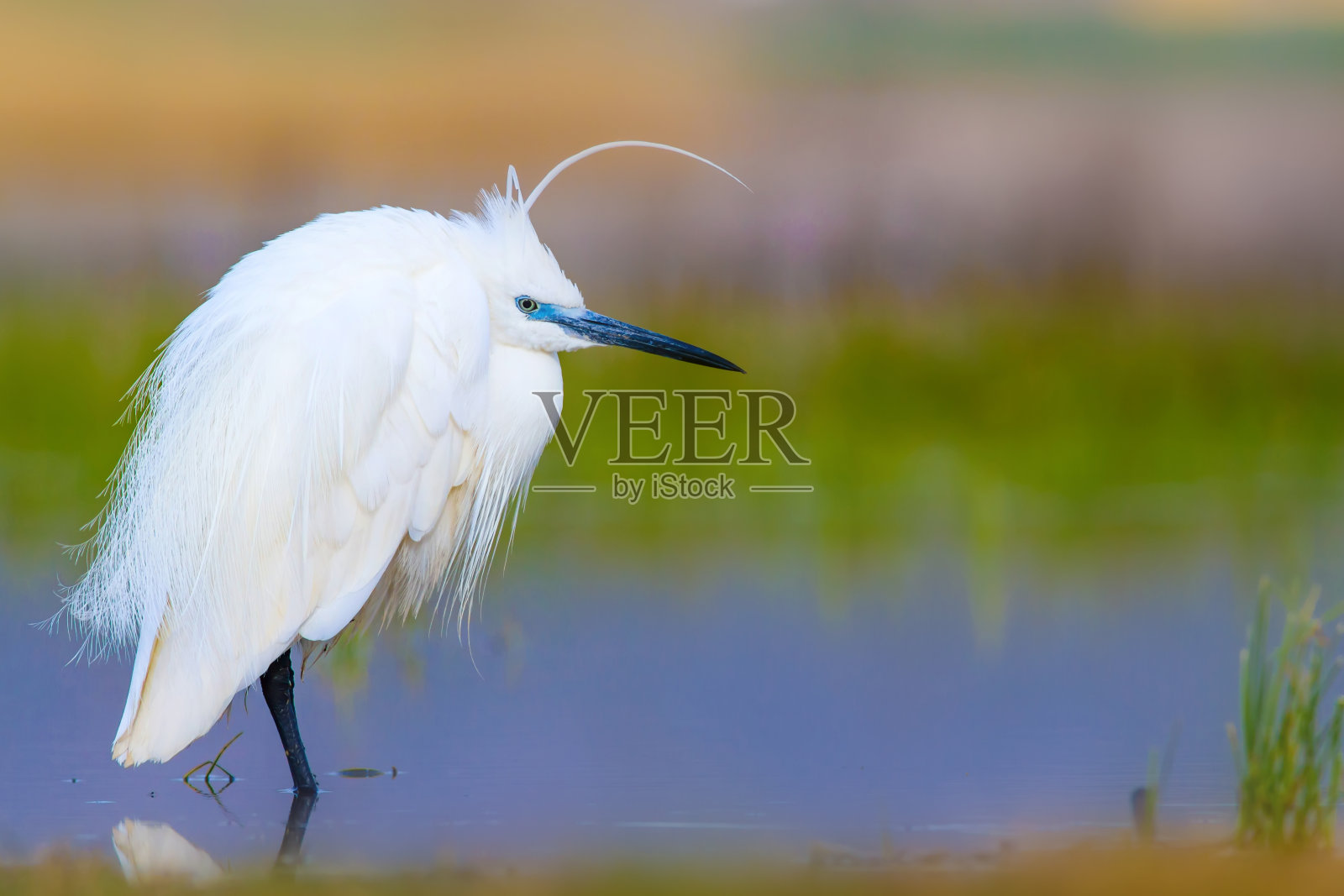 美丽的小鸟小白鹭。水体自然生境背景。鸟:小白鹭。Egretta garzetta。照片摄影图片