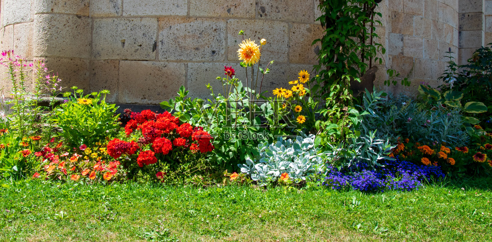 花甲虫照片摄影图片