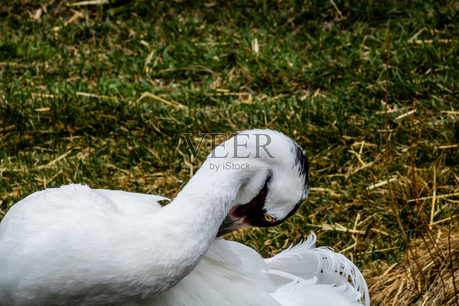 鹤用嘴梳理自己。卡尔加里动物园，卡尔加里，阿尔伯塔，加拿大照片摄影图片