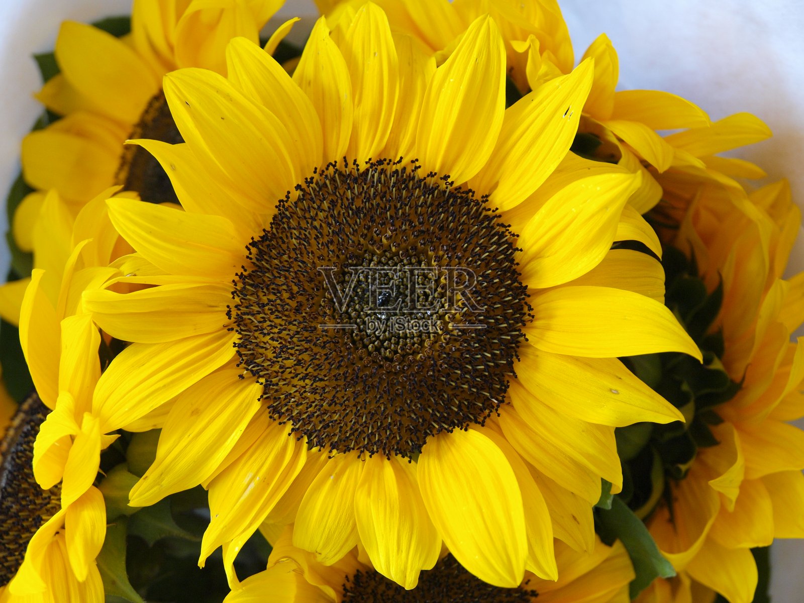 黄色的向日葵照片摄影图片