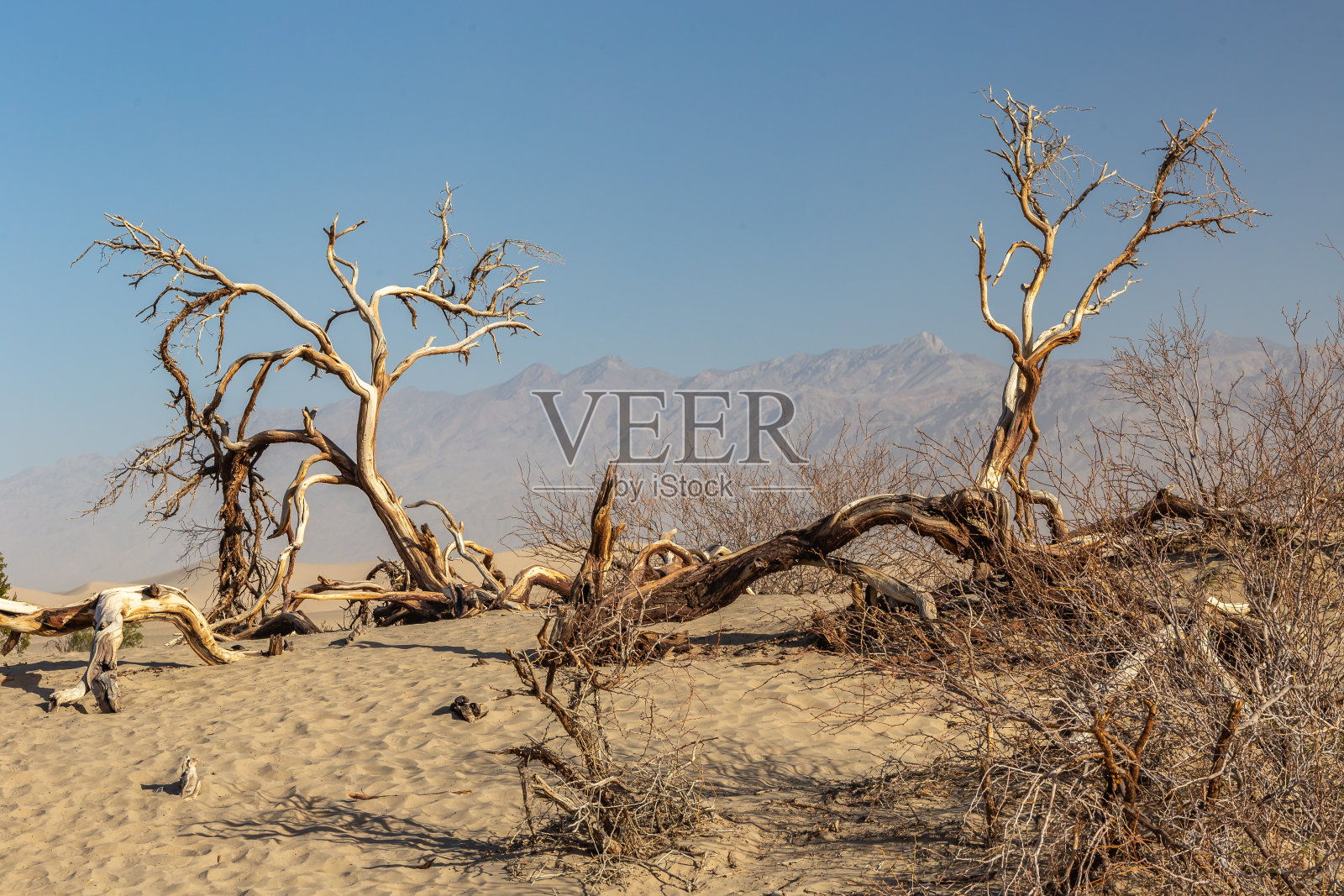 死亡谷沙丘上的多节树照片摄影图片