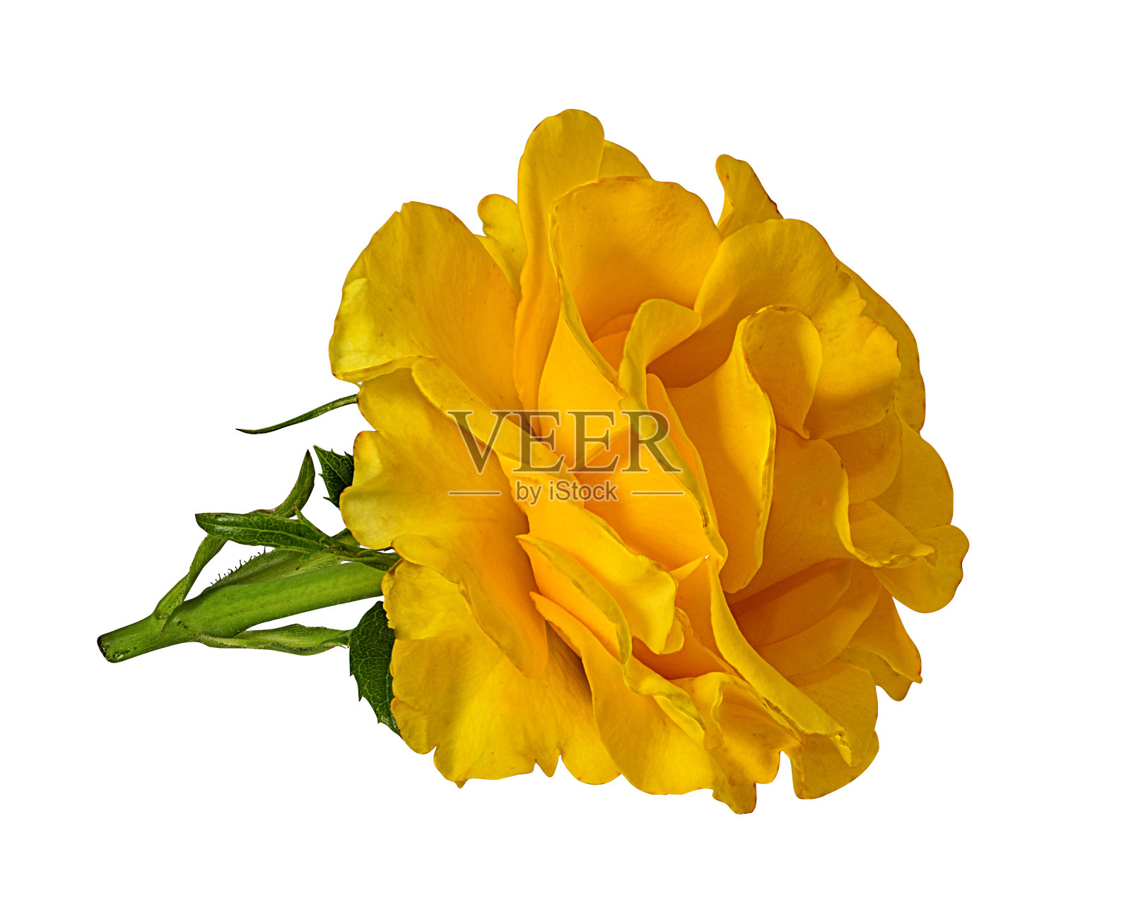 美丽的黄色玫瑰孤立在白色背景与修剪路径照片摄影图片