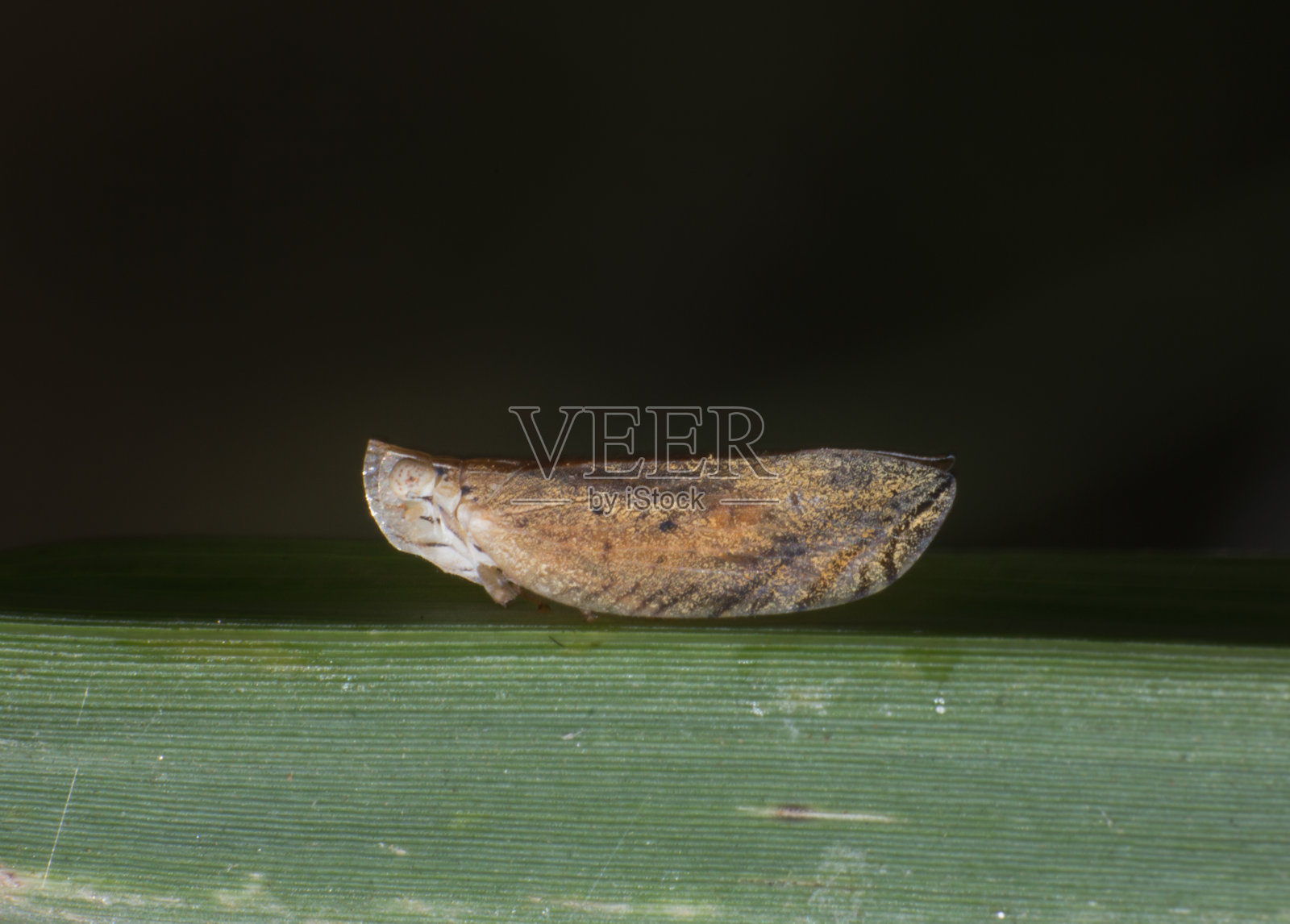 自然界草叶上的褐色昆虫照片摄影图片