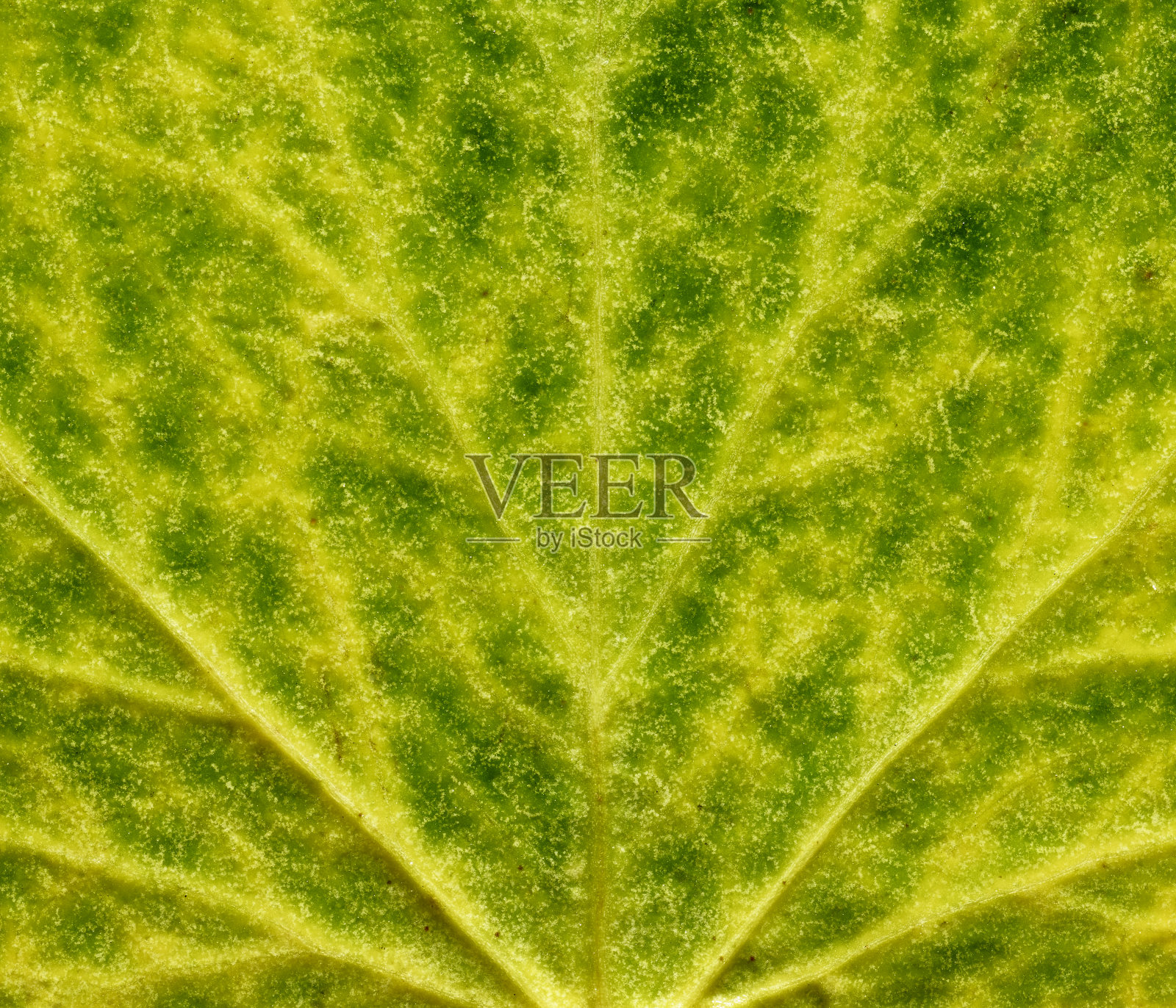 秋天的落叶照片摄影图片