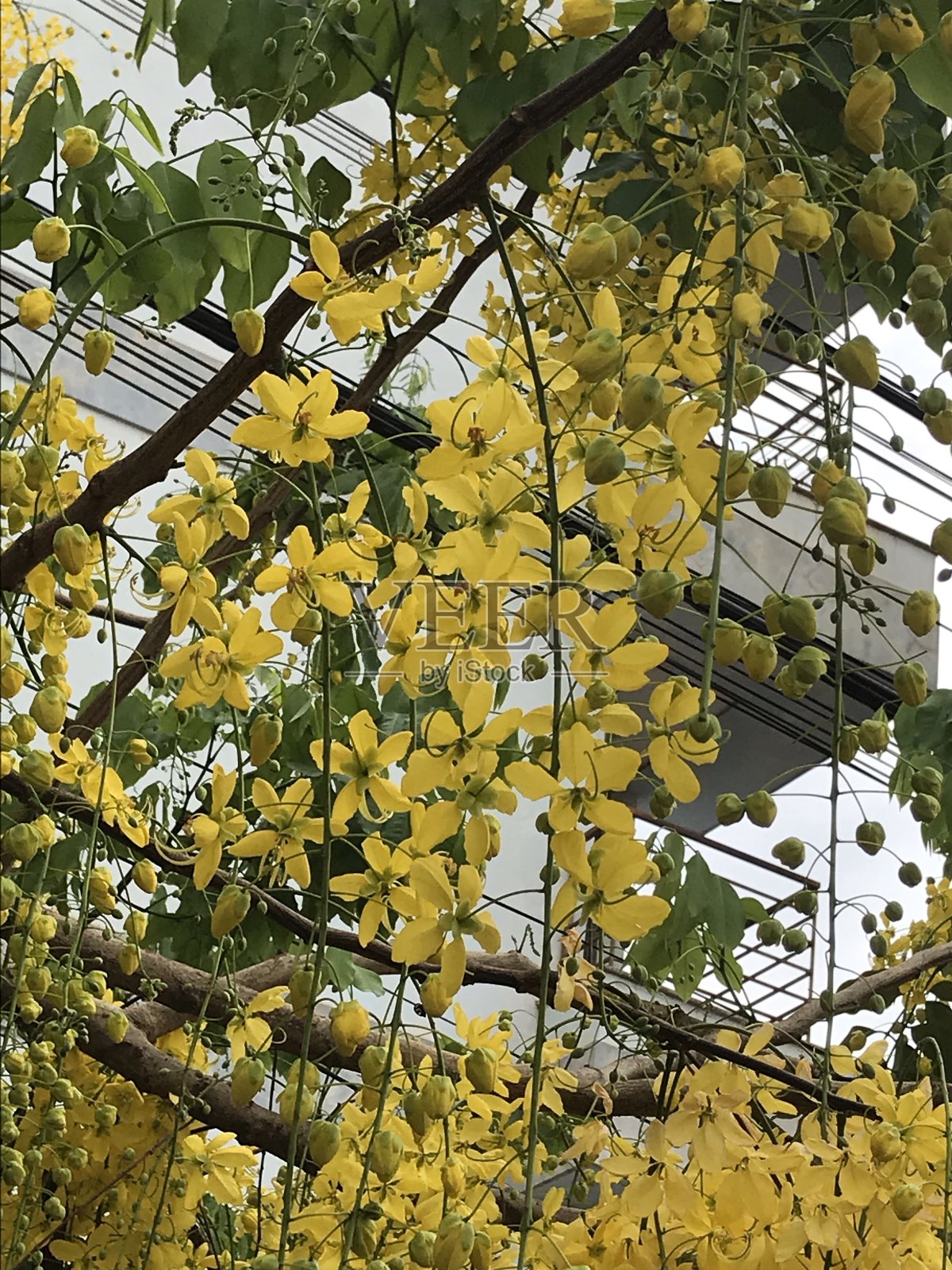 黄色的相思的花朵照片摄影图片