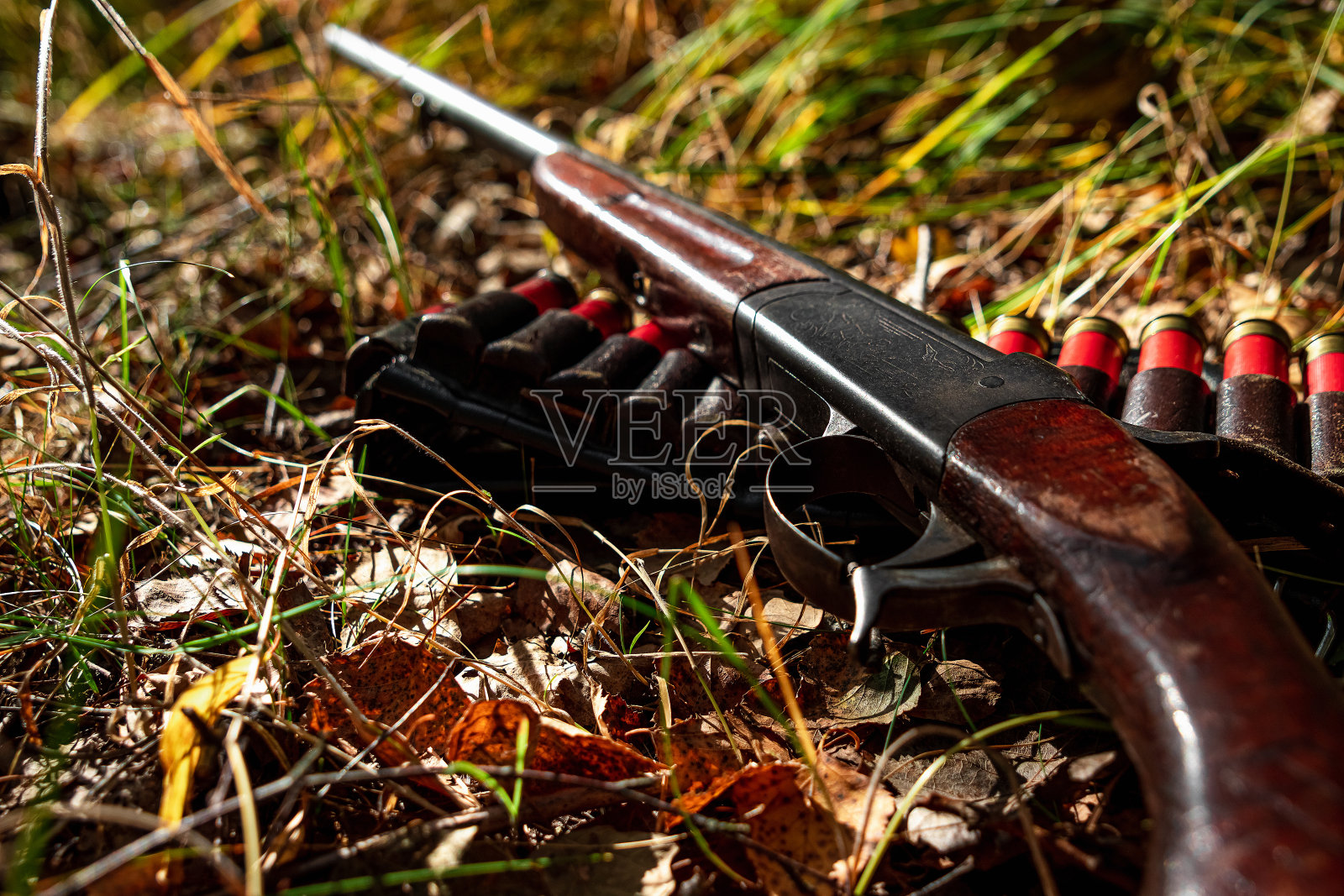 狩猎步枪和子弹在秋天的森林特写。狩猎期，秋季是捕猎的季节。照片摄影图片