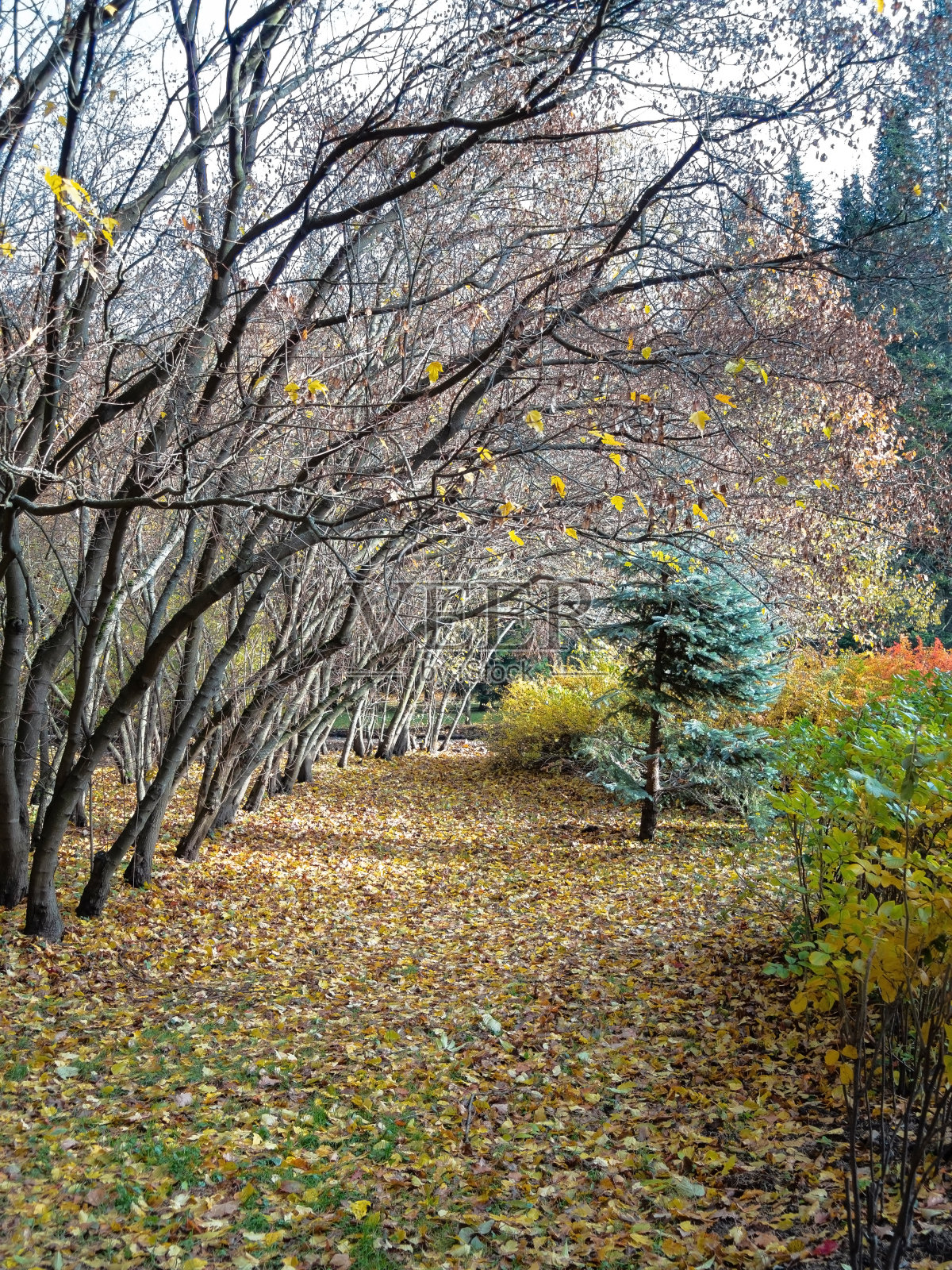 在一个阳光明媚的秋天傍晚，公园里灌木的枯枝照片摄影图片