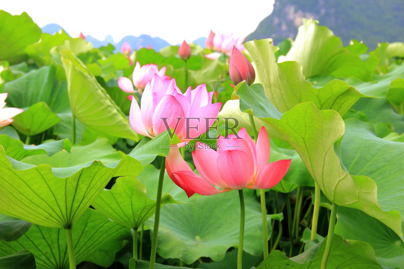 美丽的荷花在盛开照片摄影图片