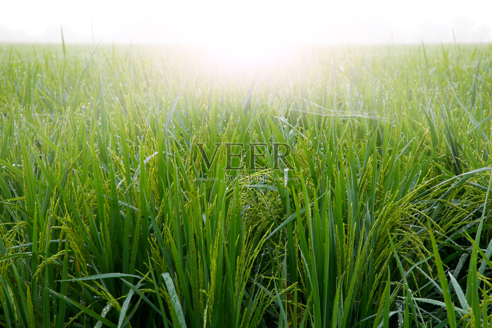 翠绿稻田床-雪兰果雪金山，马来西亚照片摄影图片