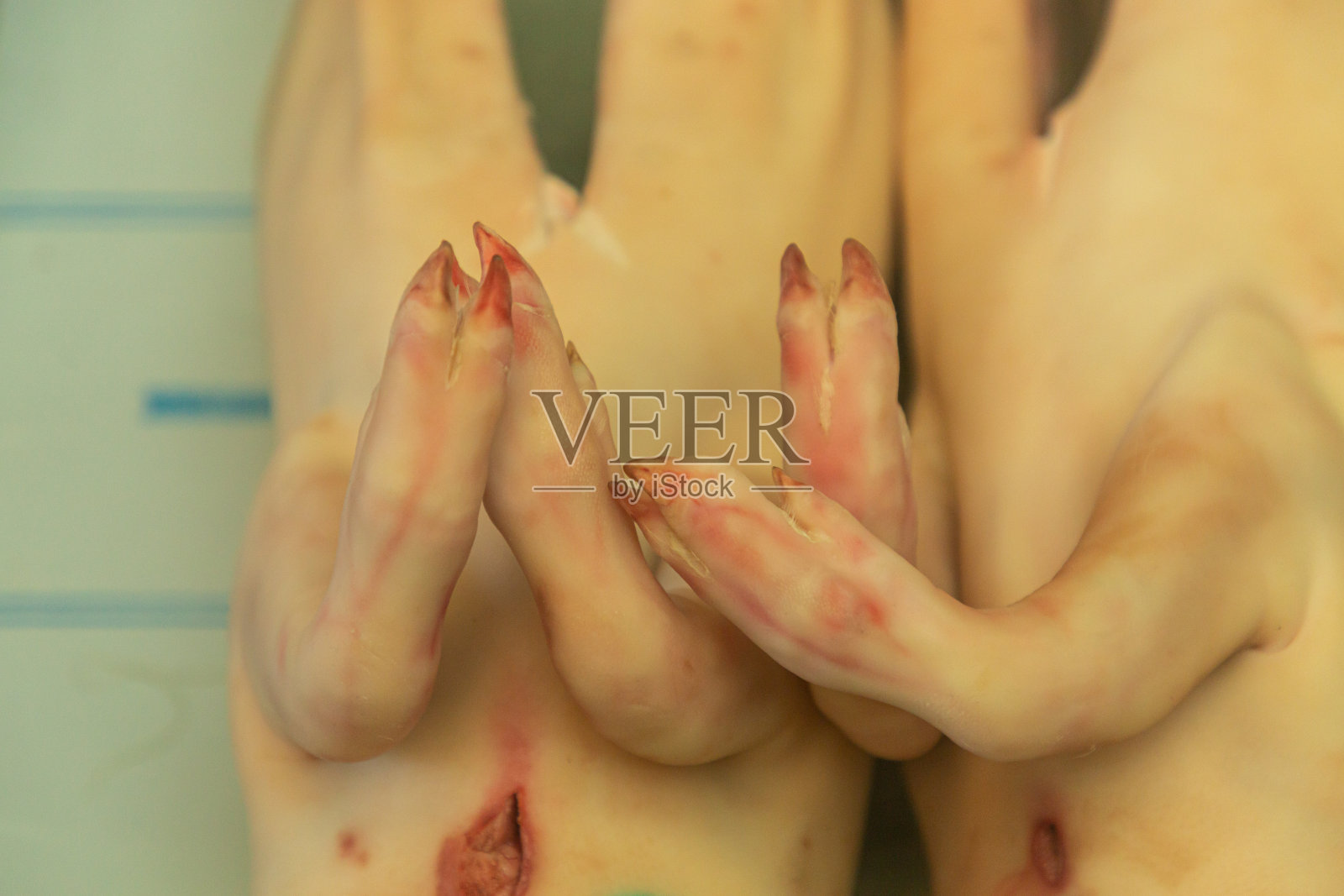 盘脚猪照片摄影图片