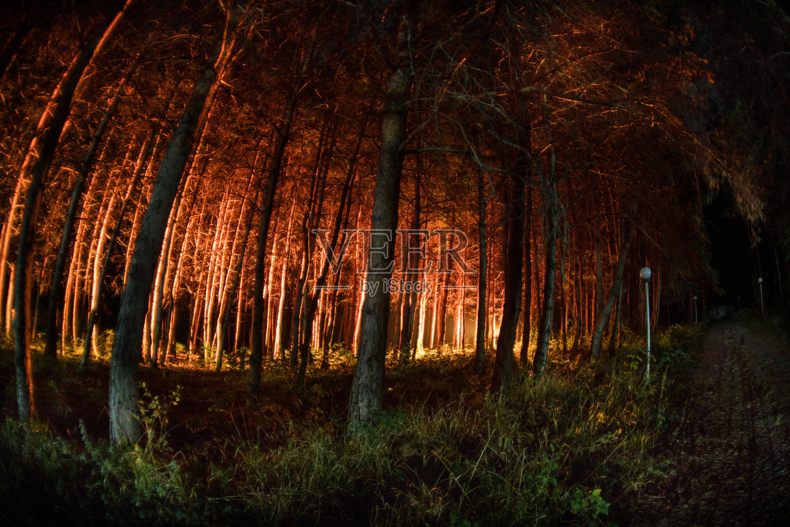 神奇的灯光在夜晚神秘的森林中闪闪发光。有着奇异光线的松树林照片摄影图片