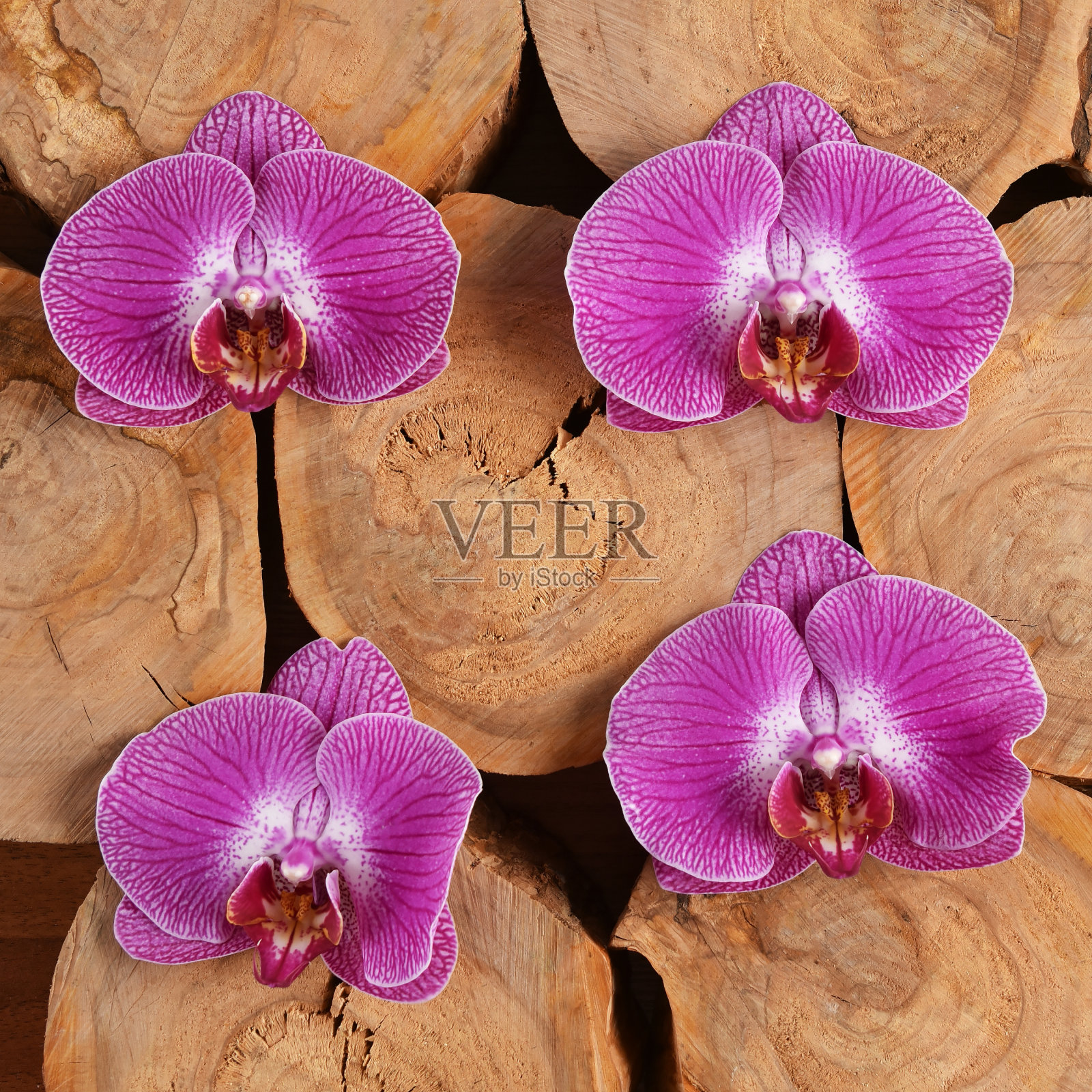 有紫色兰花和树干横截面的静物画照片摄影图片