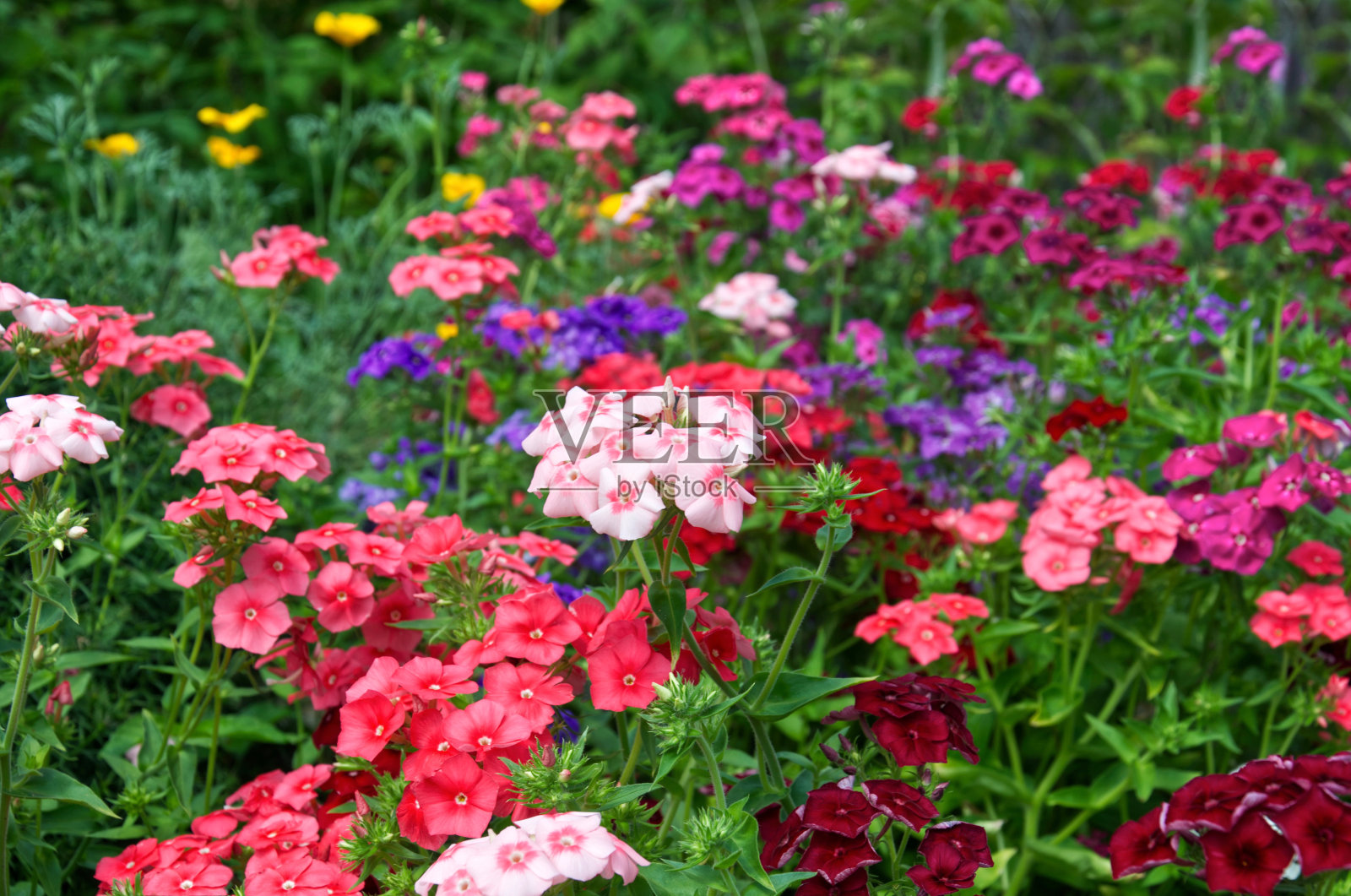 粉红色、红色和紫色的夹竹桃花照片摄影图片