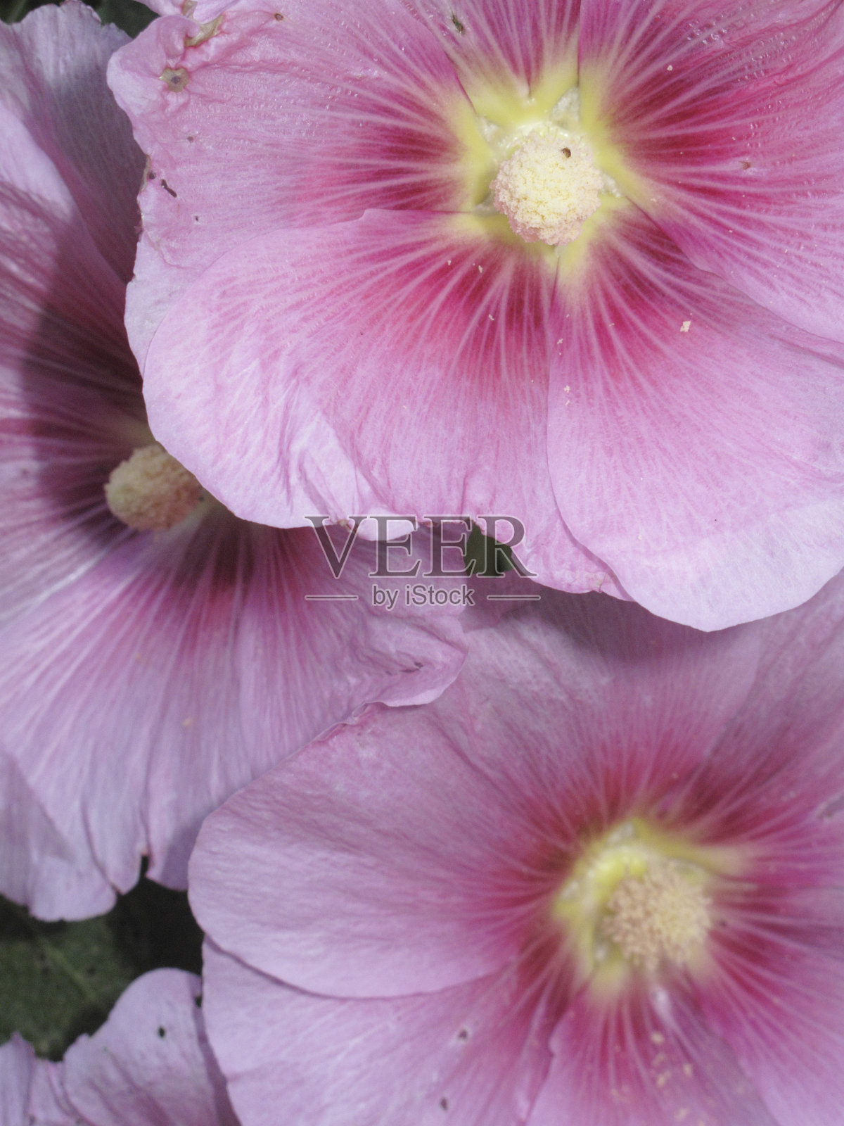 粉红色开花植物特写镜头照片摄影图片