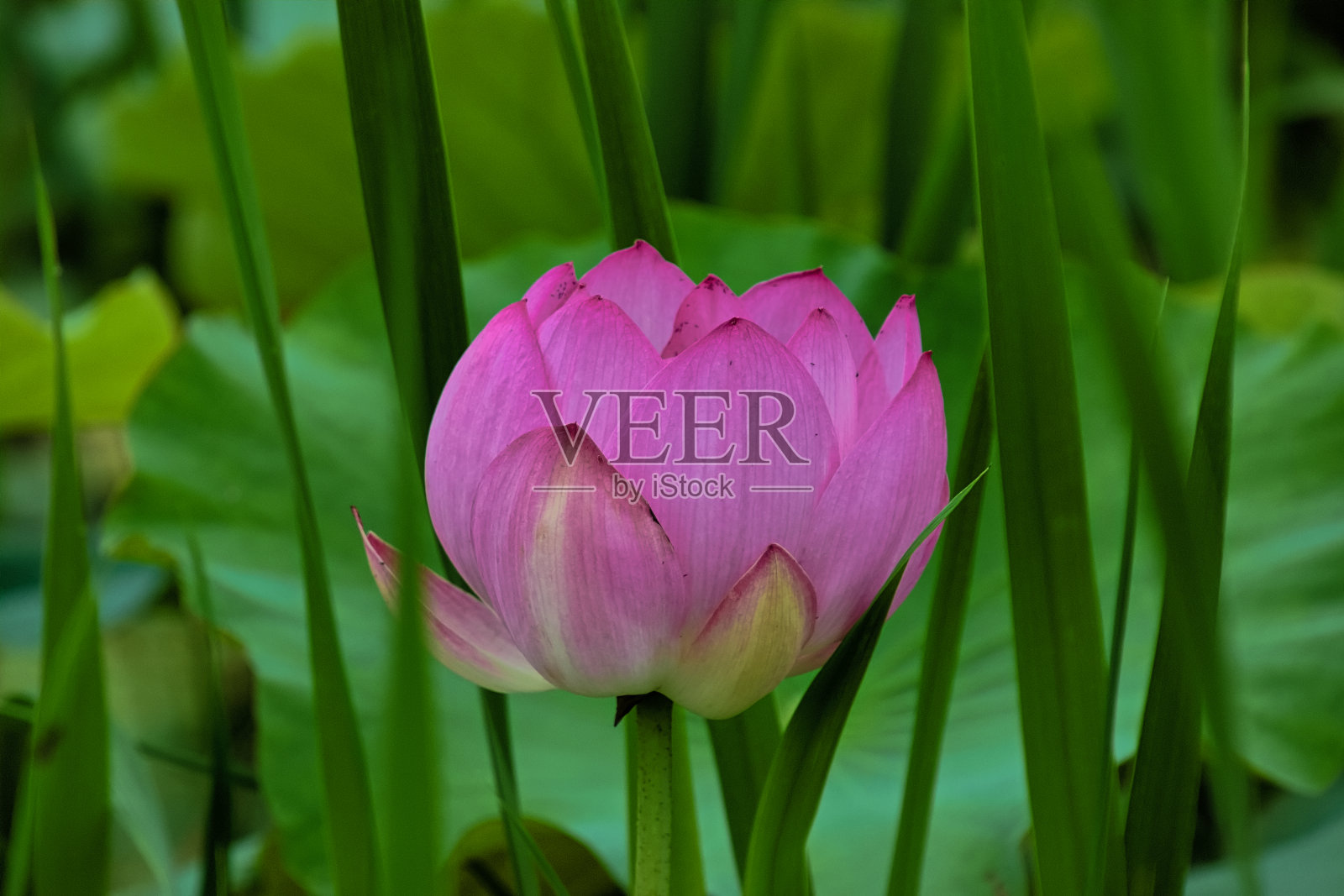 莲花 VD702照片摄影图片