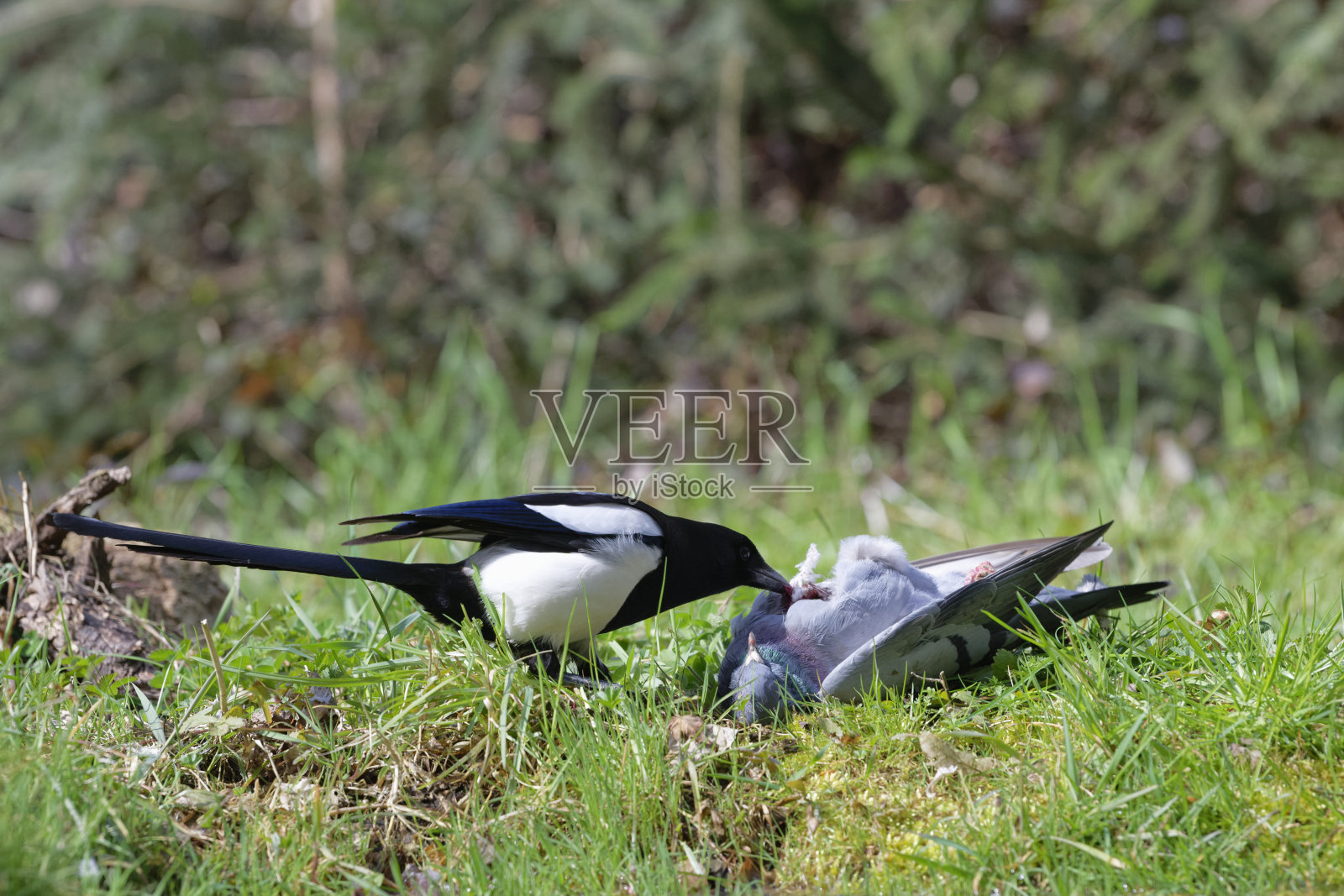 喜鹊吃死鸽子(异食癖)照片摄影图片
