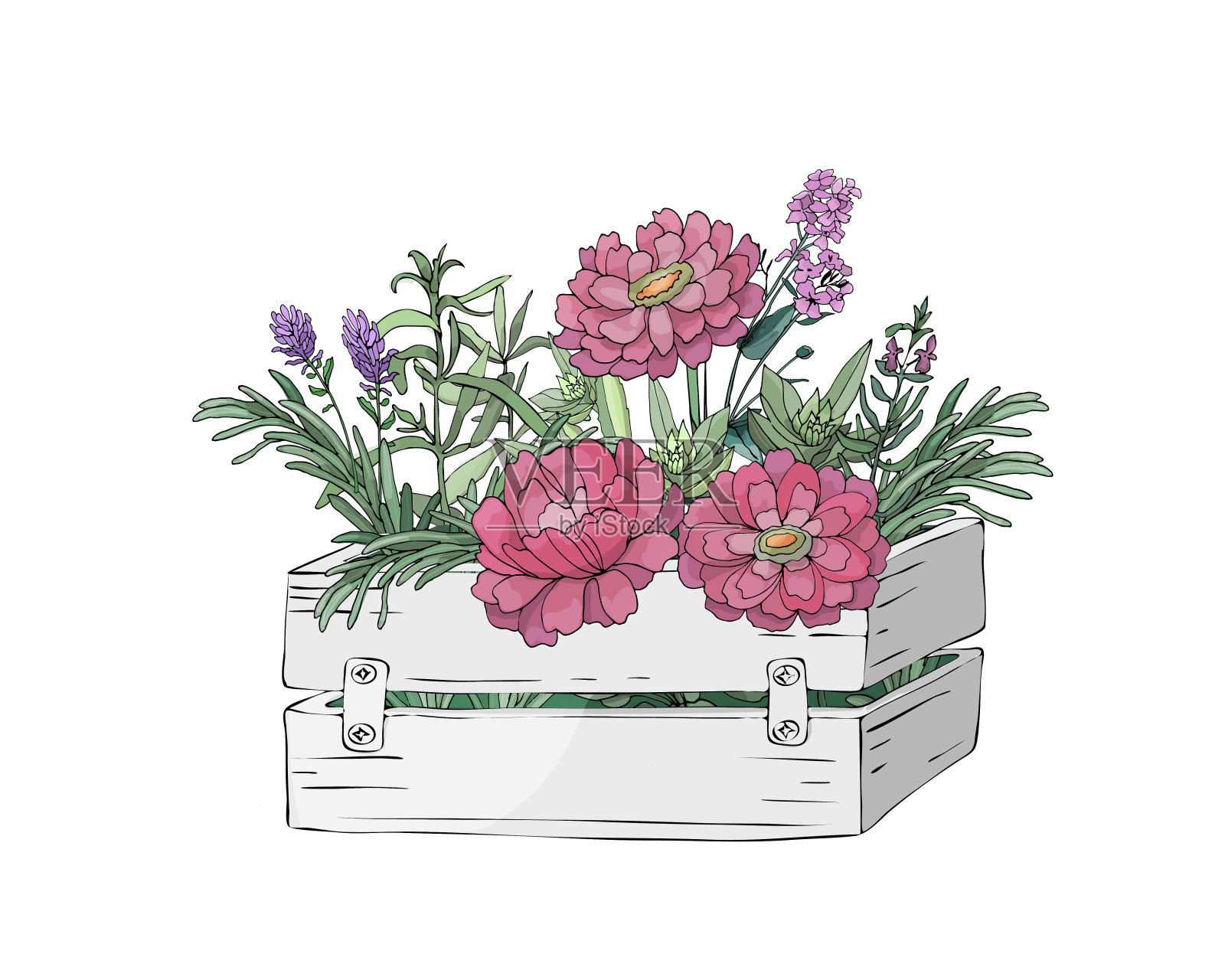 花园的花和叶在一个木盒子和农场新鲜的烹饪香草。插画图片素材